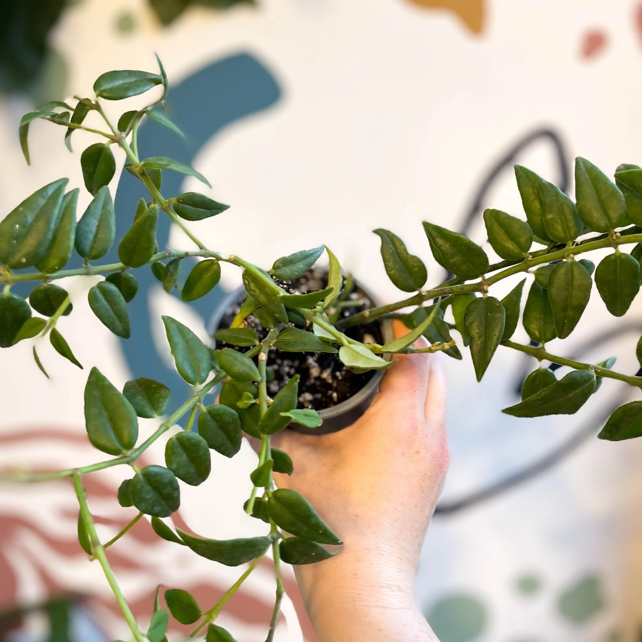 Hoya lanceolata bella - Image 11