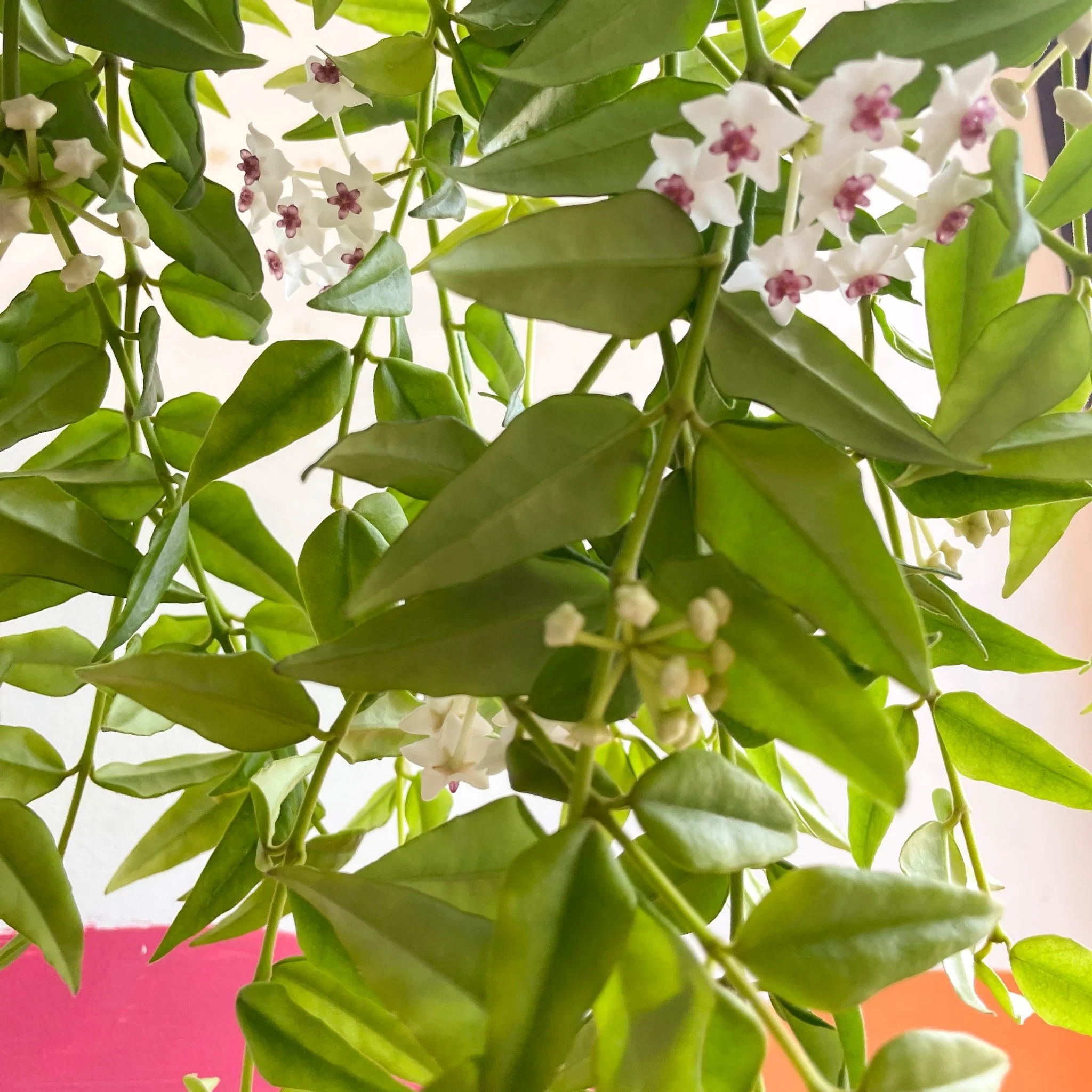 Hoya lanceolata bella - Image 8