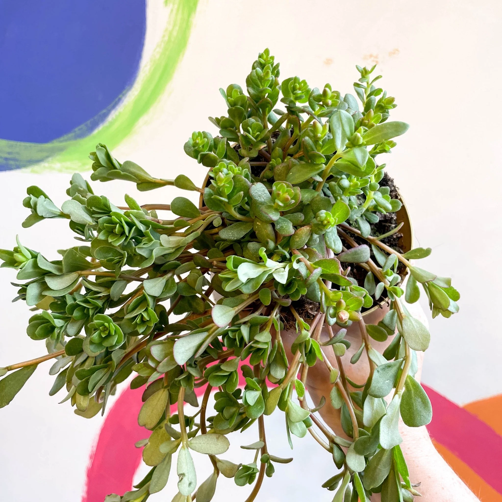 Portulaca oleracea - Purslanes - Image 5