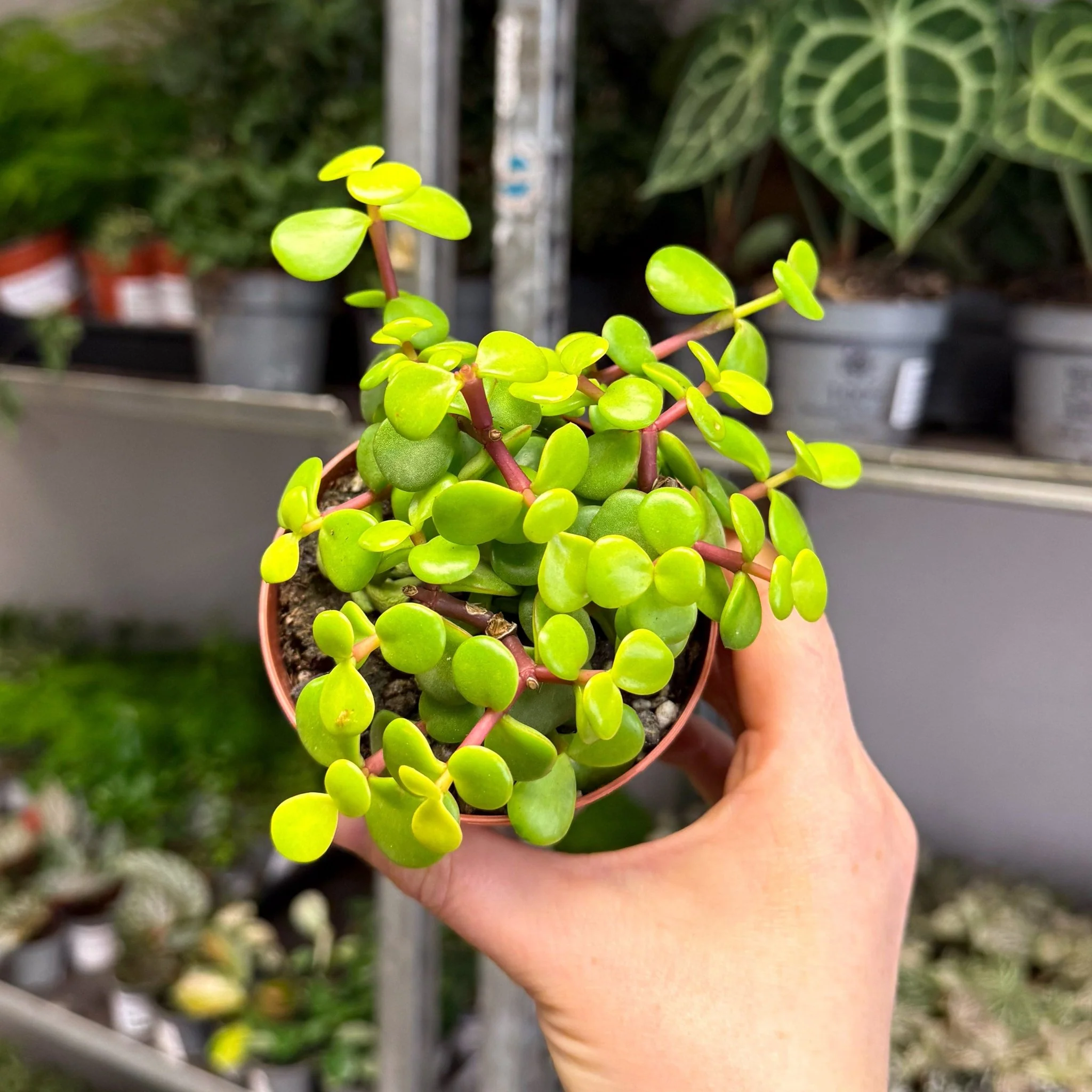 Portulacaria afra ‘Lemon’ – Lemon Elephant Bush