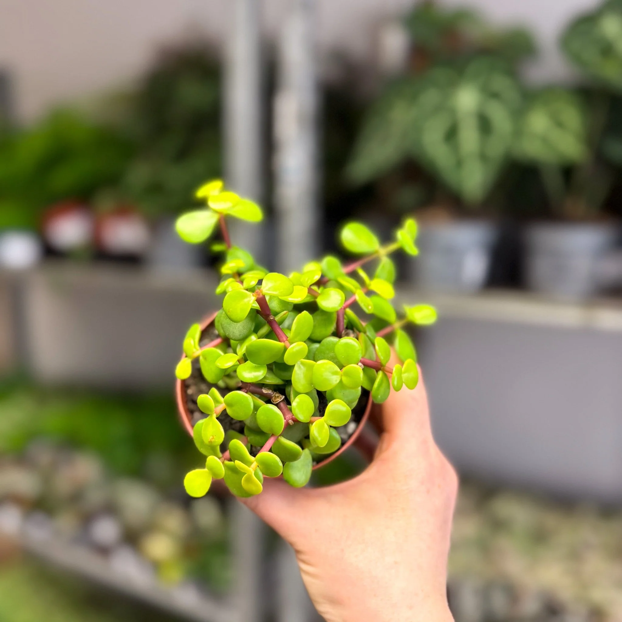 Portulacaria afra ‘Lemon’ – Lemon Elephant Bush - Image 10