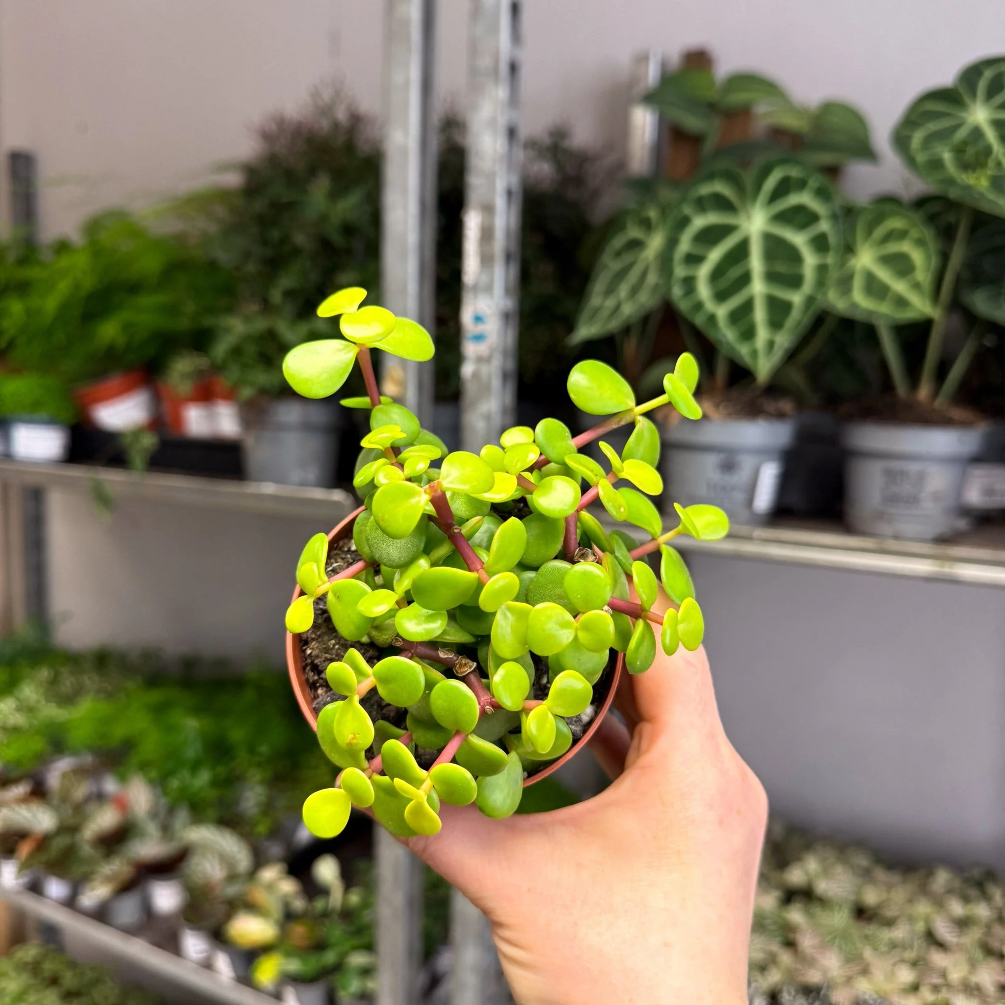 Portulacaria afra ‘Lemon’ – Lemon Elephant Bush - Image 11