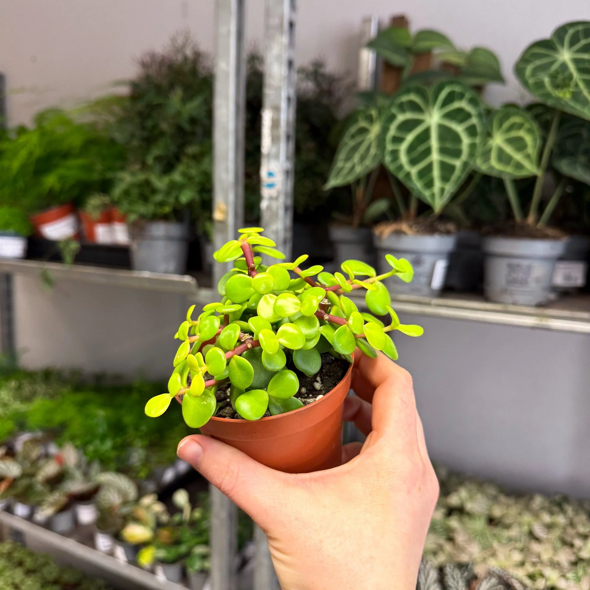 Portulacaria afra ‘Lemon’ – Lemon Elephant Bush - Image 2
