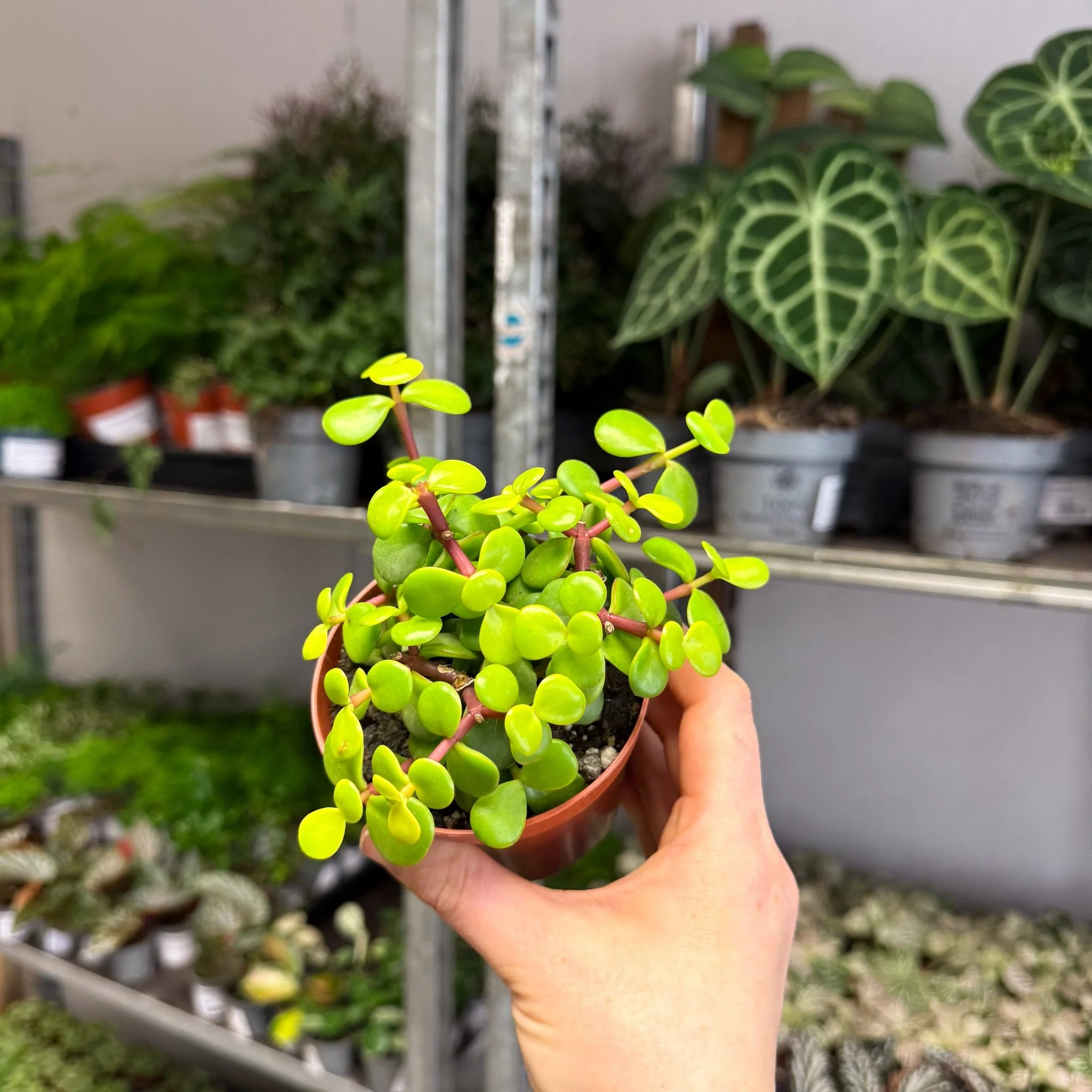 Portulacaria afra ‘Lemon’ – Lemon Elephant Bush - Image 3