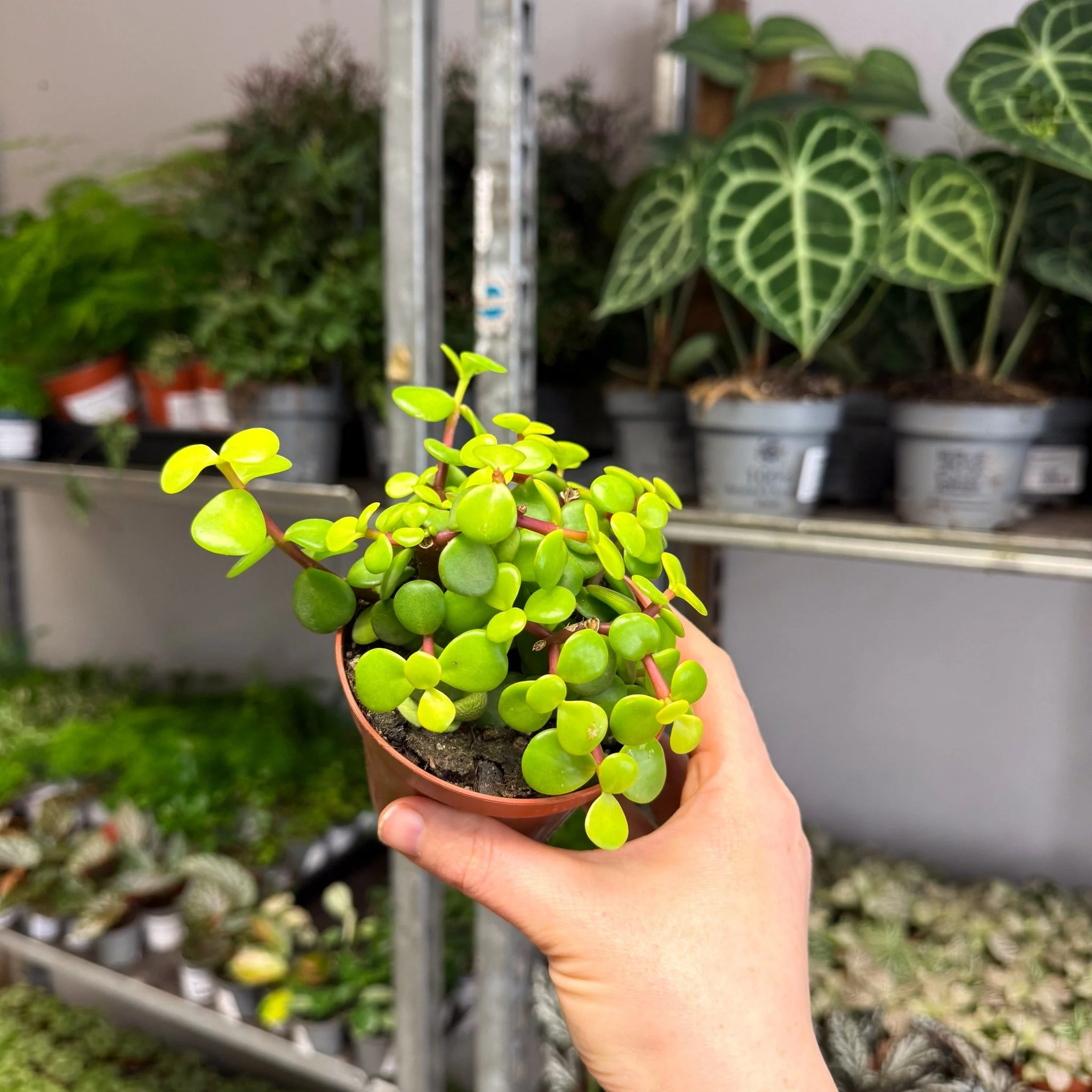 Portulacaria afra ‘Lemon’ – Lemon Elephant Bush - Image 4