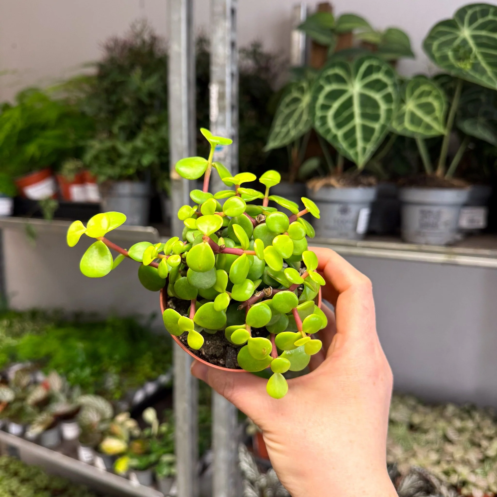 Portulacaria afra ‘Lemon’ – Lemon Elephant Bush - Image 5