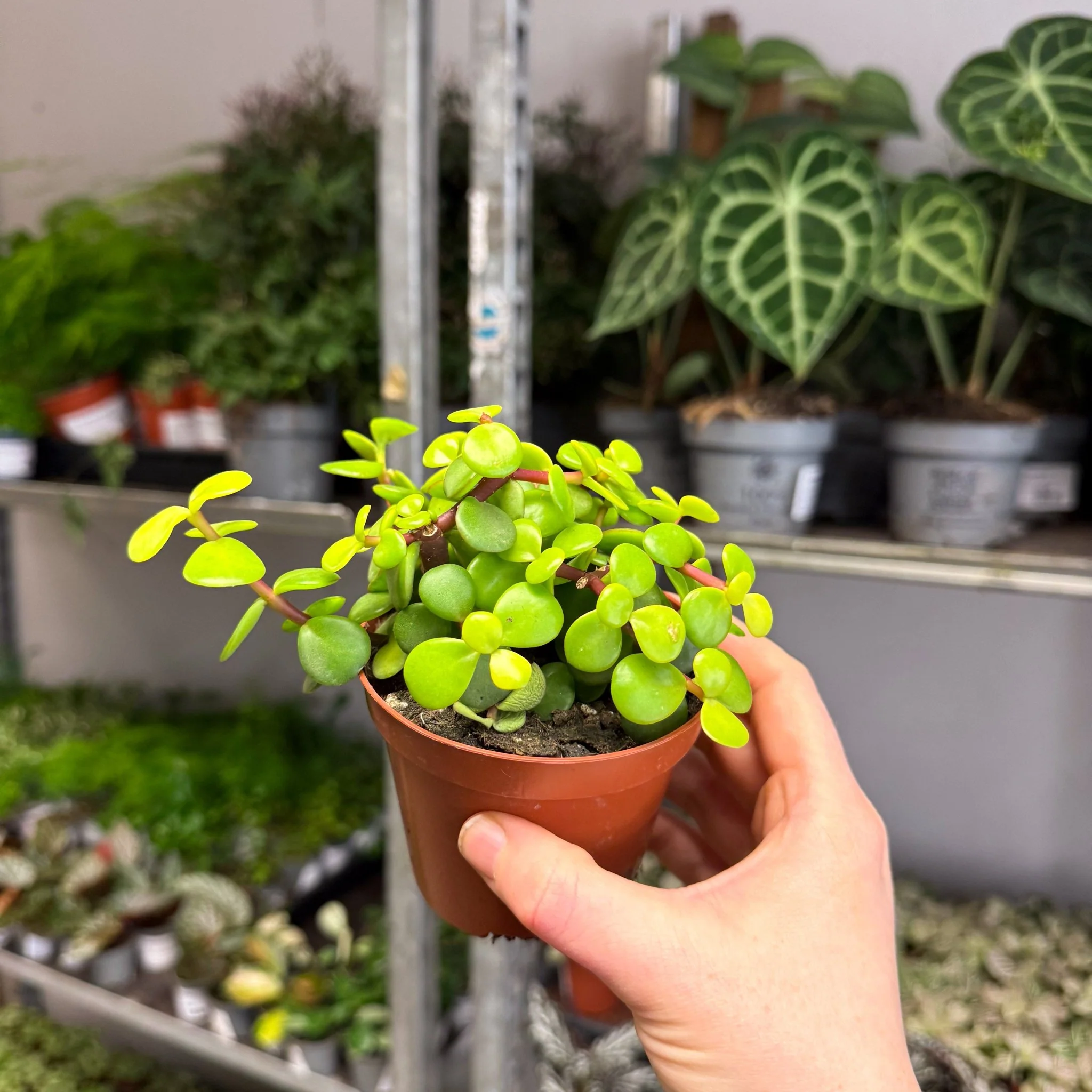 Portulacaria afra ‘Lemon’ – Lemon Elephant Bush - Image 6