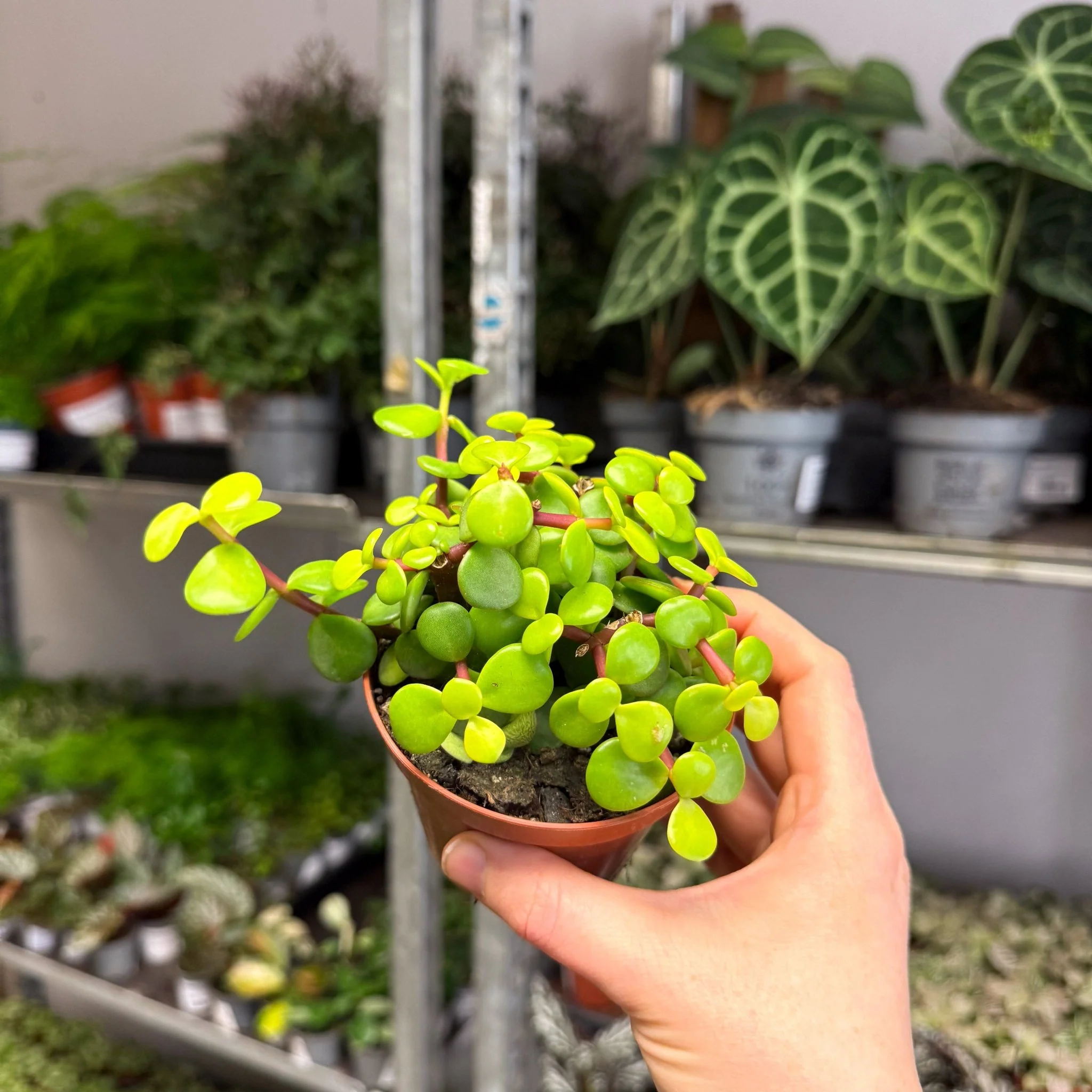 Portulacaria afra ‘Lemon’ – Lemon Elephant Bush - Image 7