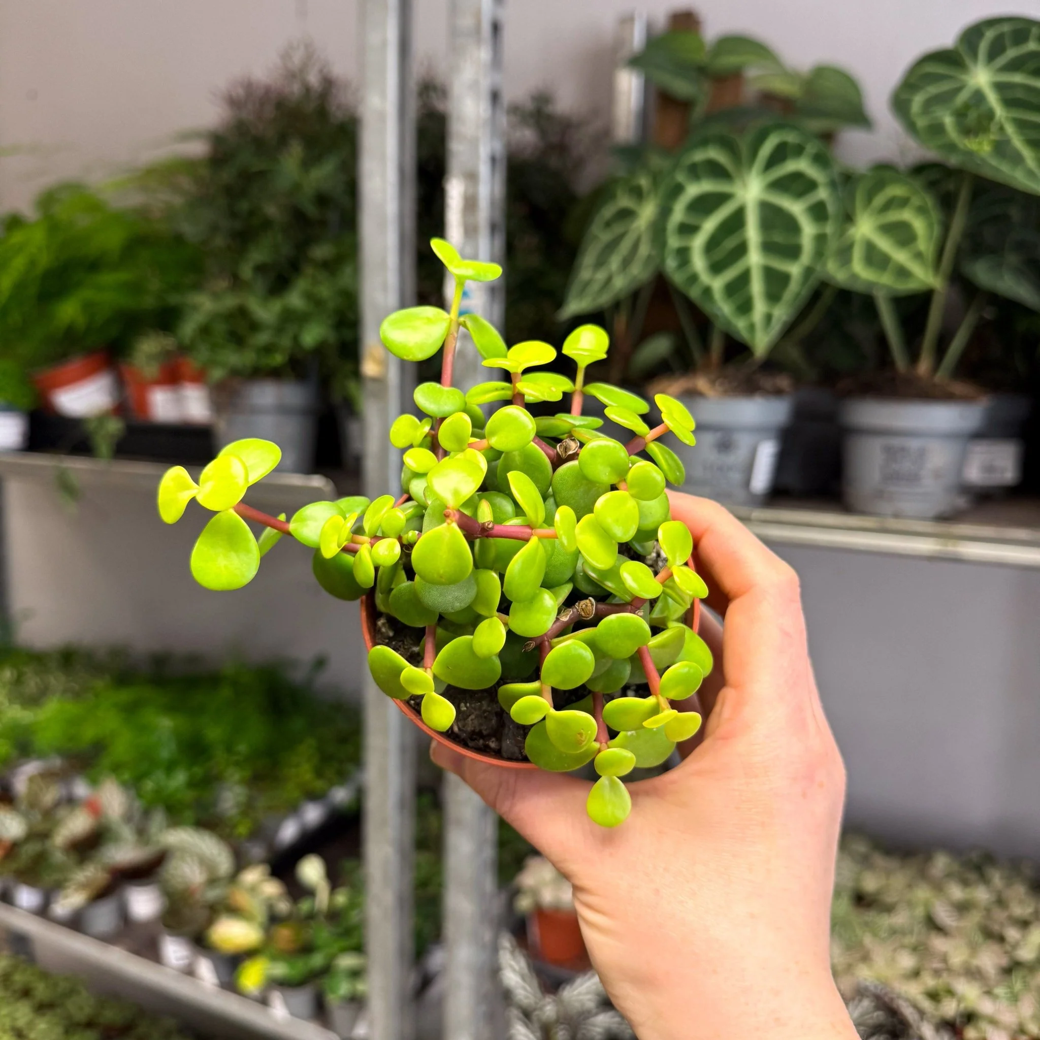 Portulacaria afra ‘Lemon’ – Lemon Elephant Bush - Image 8