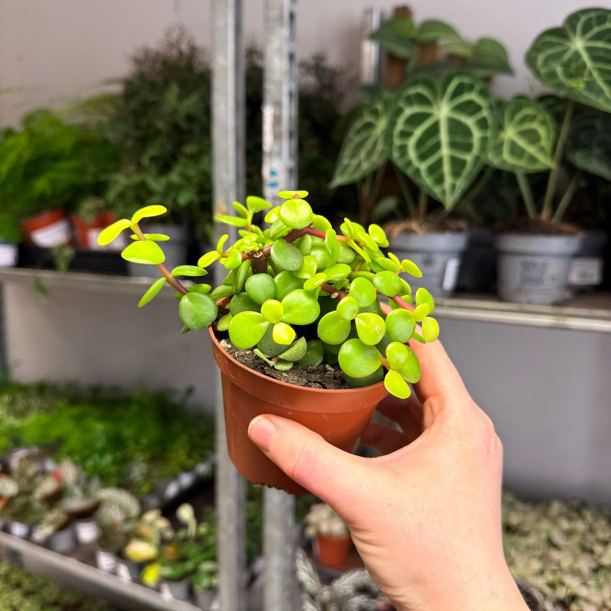 Portulacaria afra ‘Lemon’ – Lemon Elephant Bush - Image 9