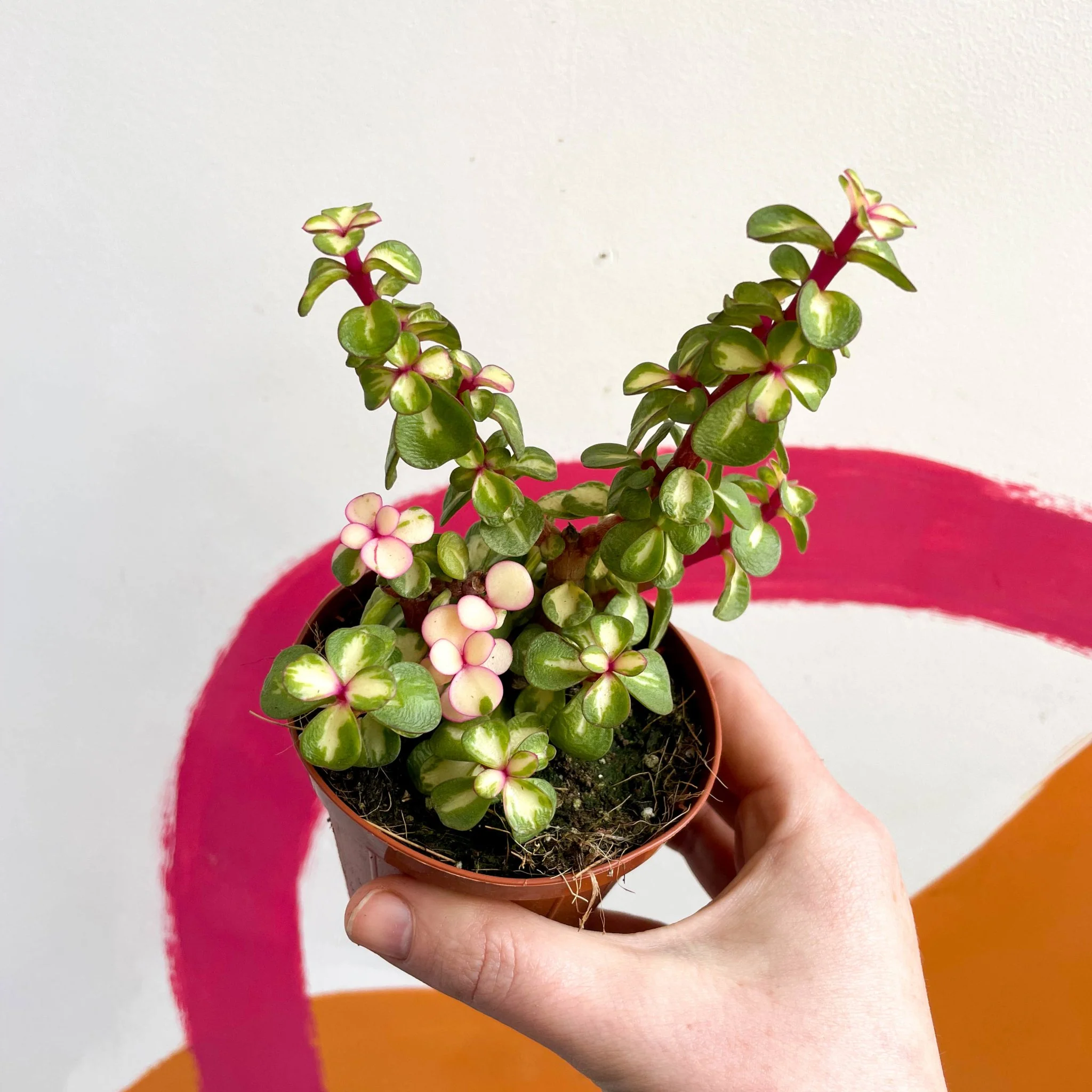 Portulacaria afra ‘Medio-picta’ - Midstripe Rainbow Bush