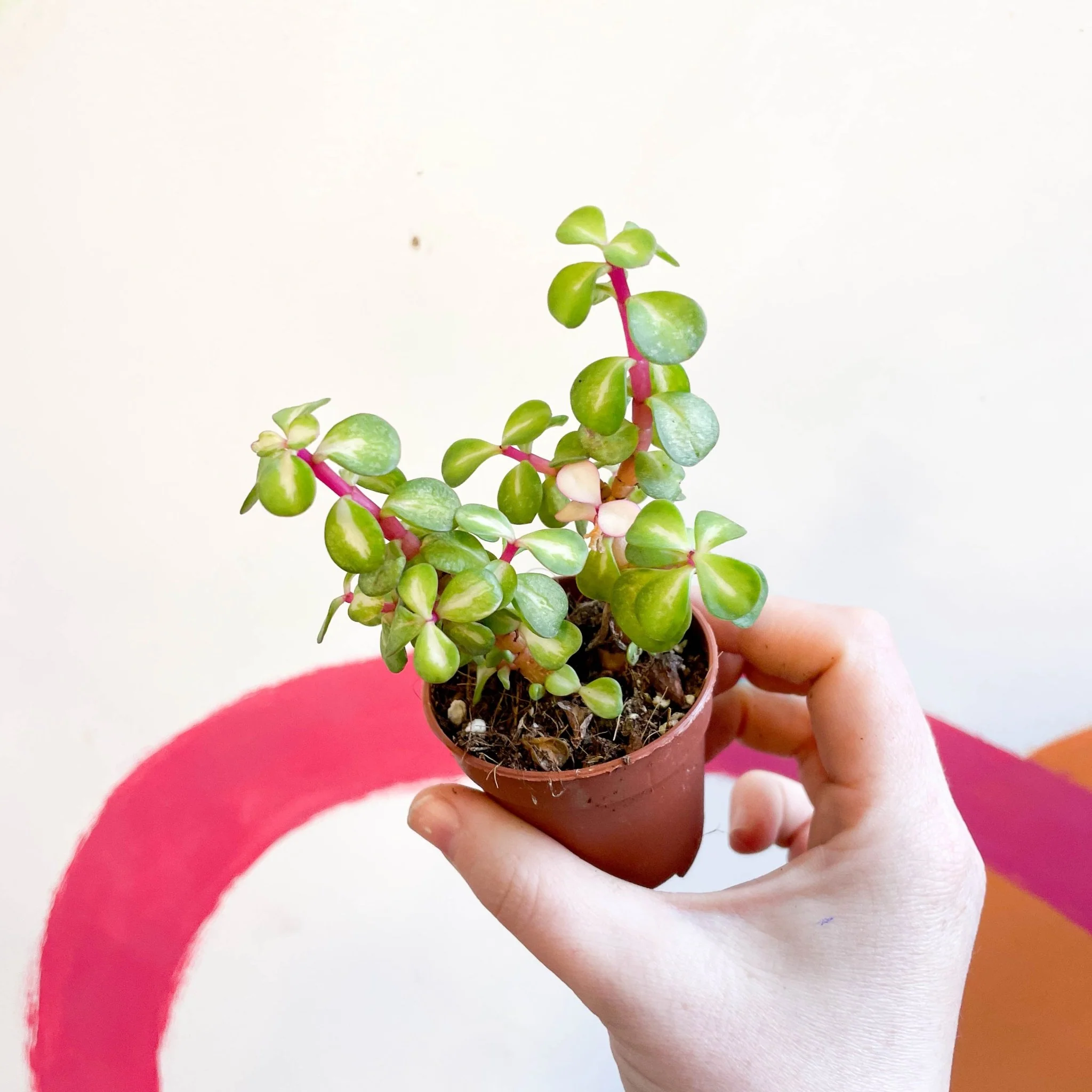 Portulacaria afra ‘Medio-picta’ - Midstripe Rainbow Bush - Image 6