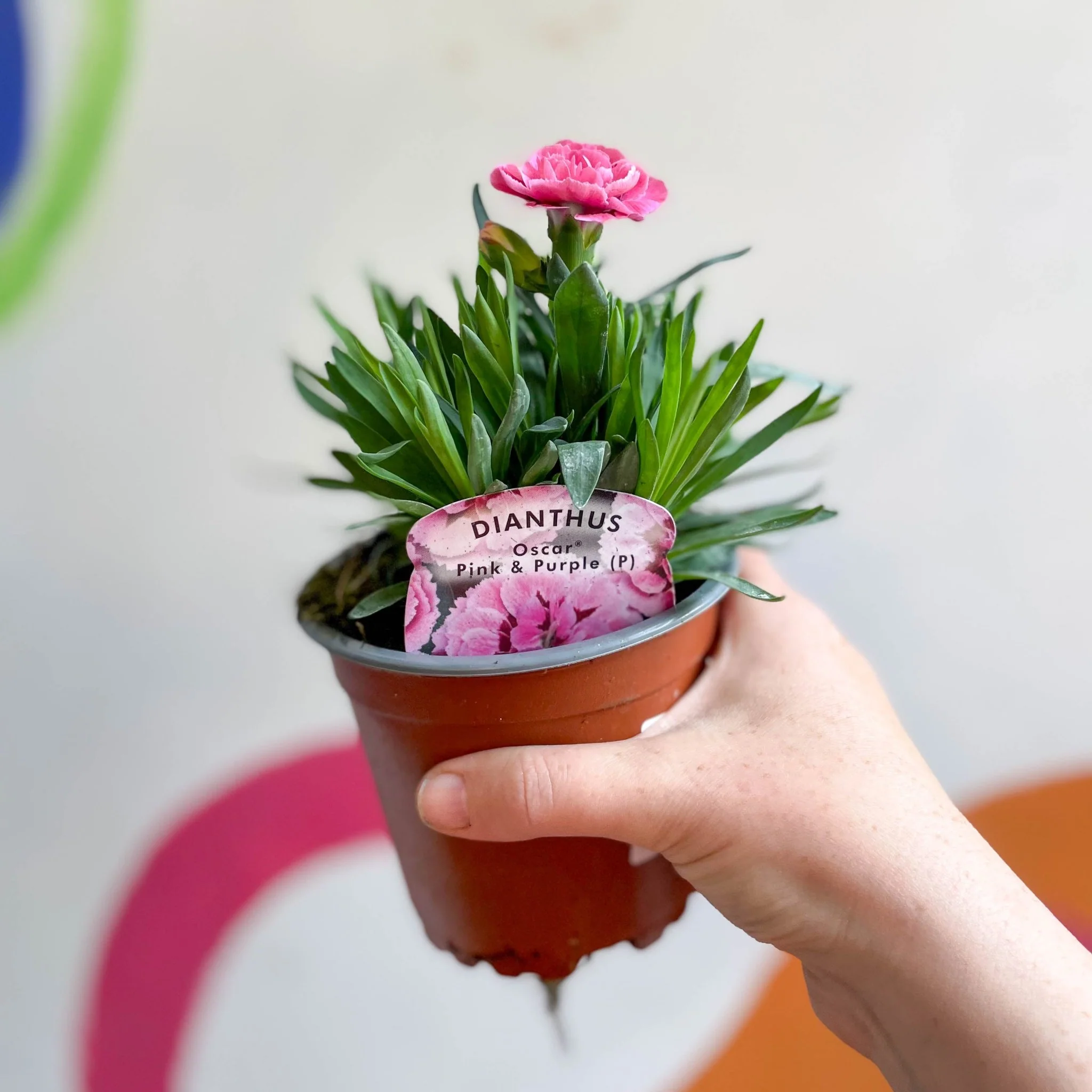 Dianthus 'Oscar Pink & Purple' - Pot Carnations [British Grown]