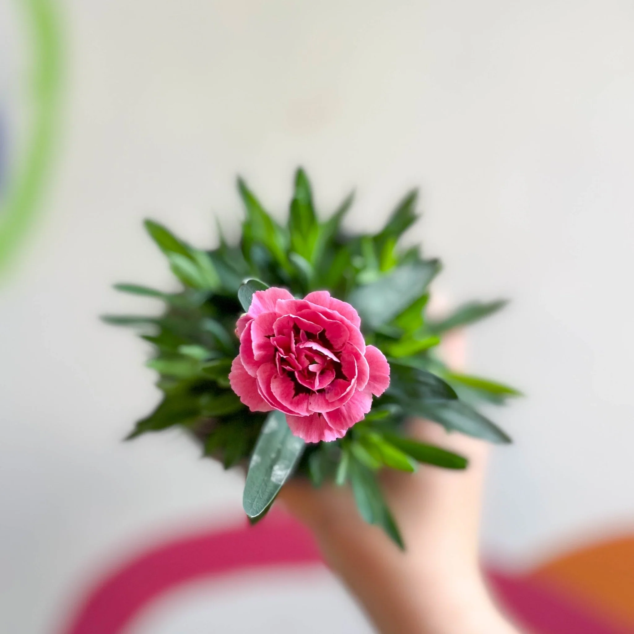 Dianthus 'Oscar Pink & Purple' - Pot Carnations [British Grown] - Image 2