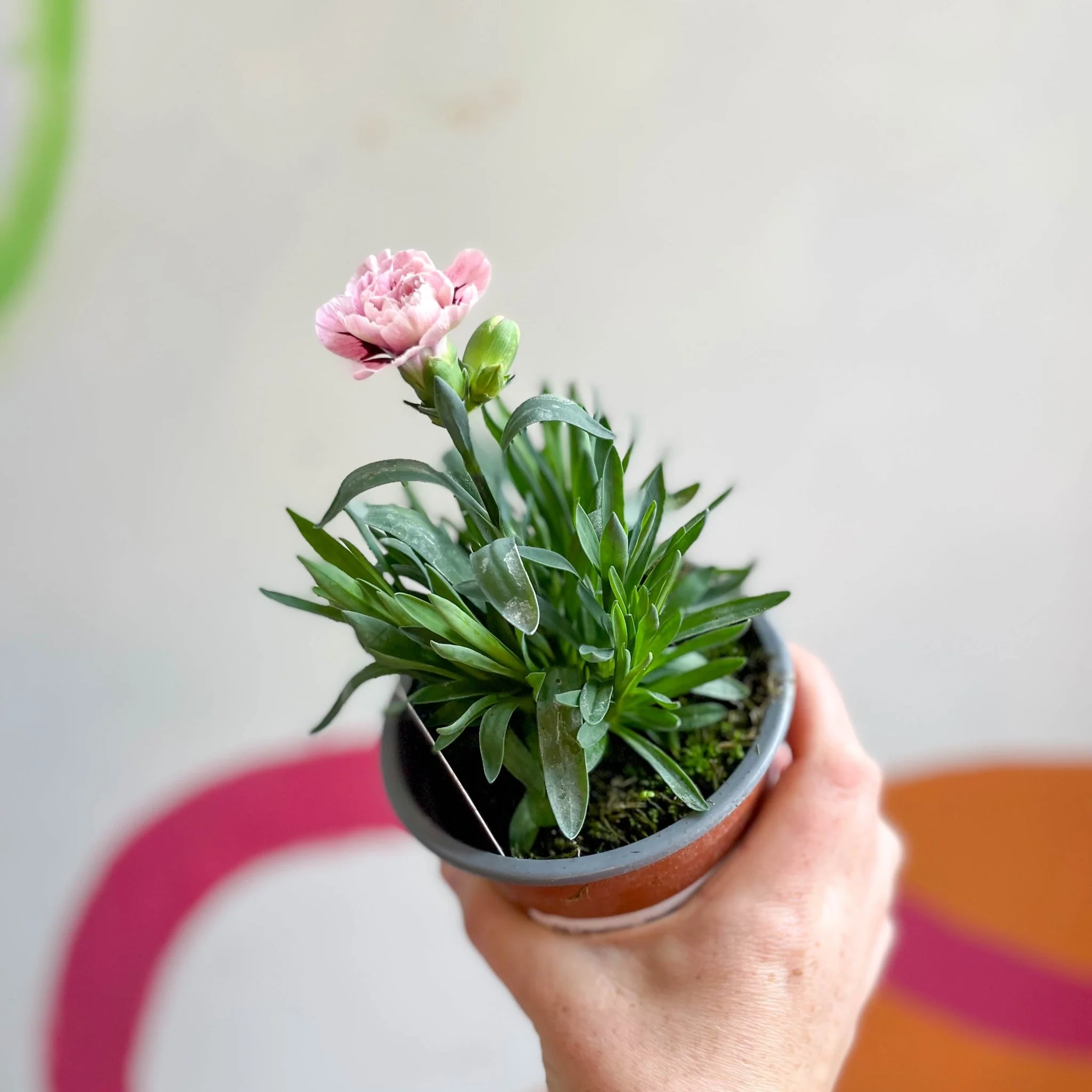 Dianthus 'Oscar Purple Star' - Pot Carnations [British Grown] - Image 3