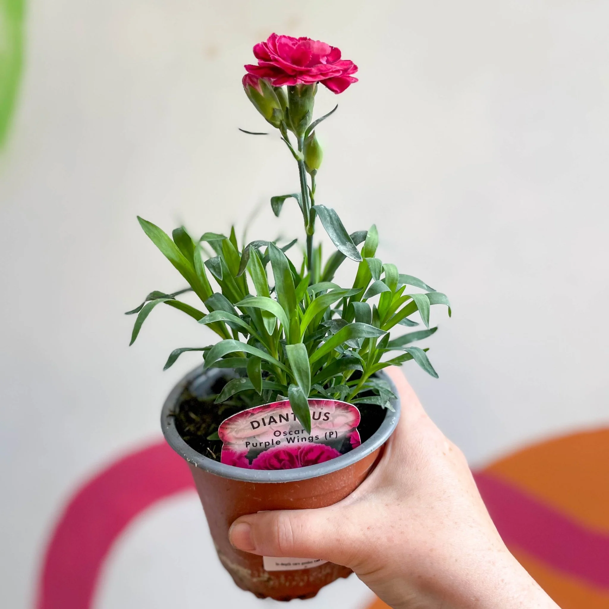 Dianthus 'Oscar Purple Wings' - Pot Carnations [British Grown]