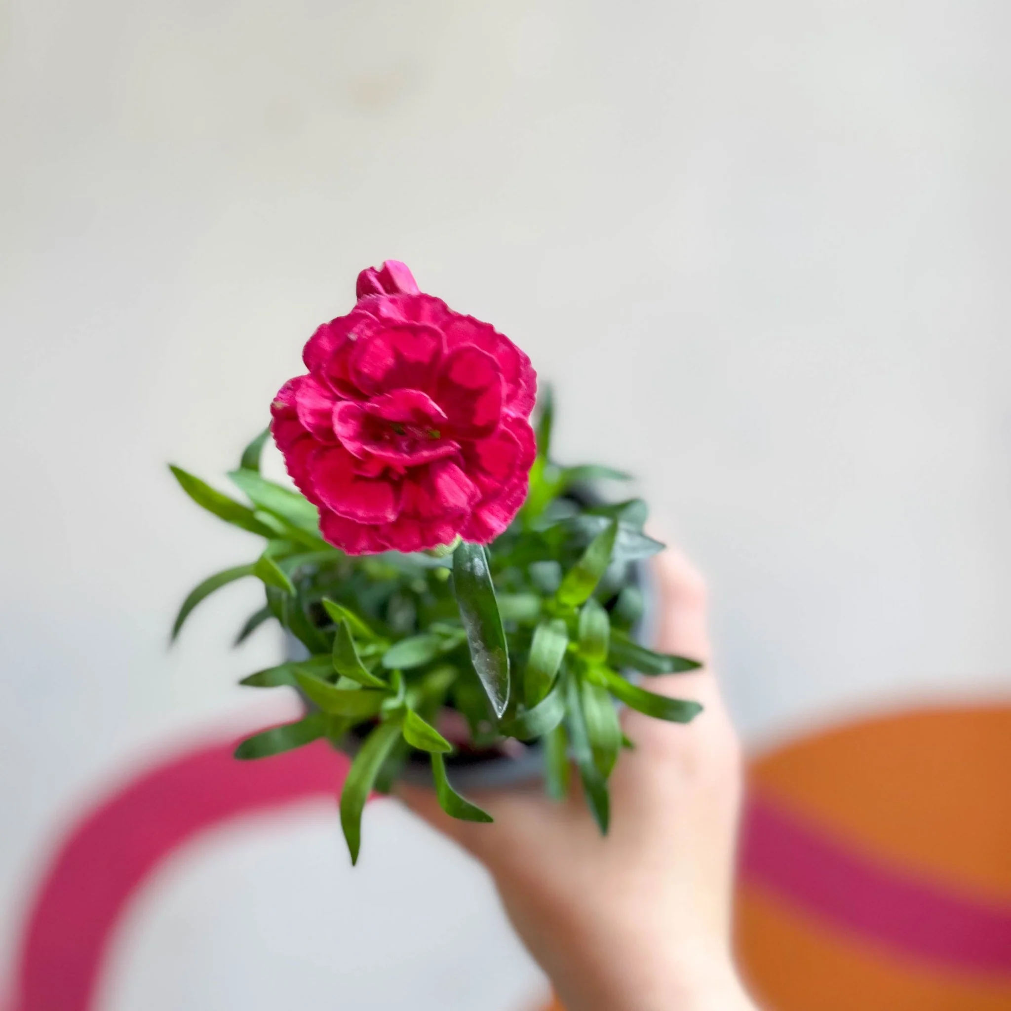 Dianthus 'Oscar Purple Wings' - Pot Carnations [British Grown] - Image 2