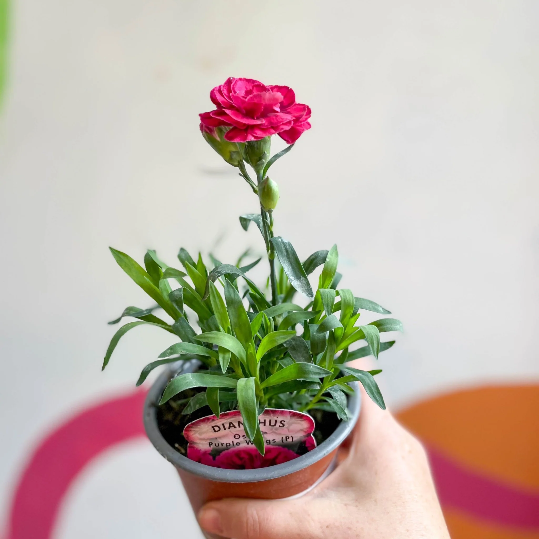 Dianthus 'Oscar Purple Wings' - Pot Carnations [British Grown] - Image 3