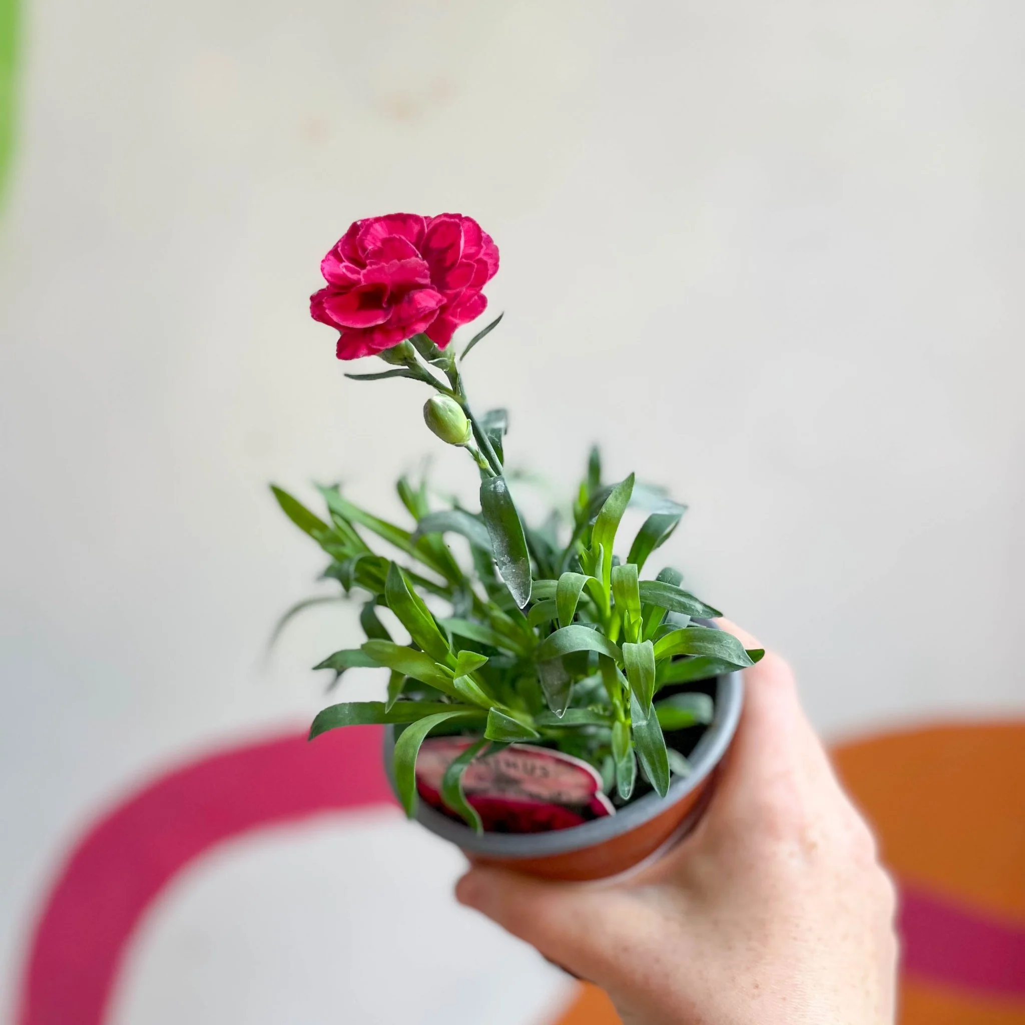 Dianthus 'Oscar Purple Wings' - Pot Carnations [British Grown] - Image 4