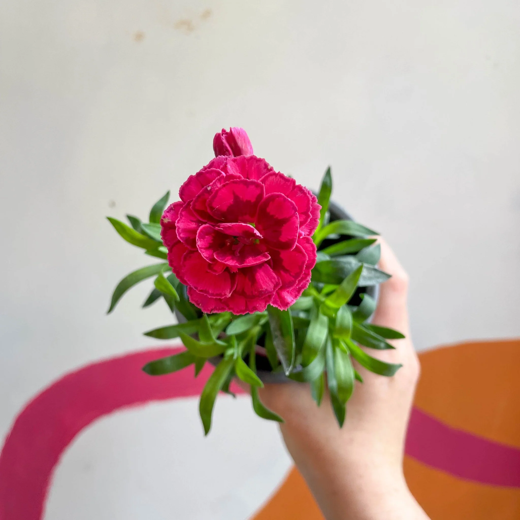 Dianthus 'Oscar Purple Wings' - Pot Carnations [British Grown] - Image 5