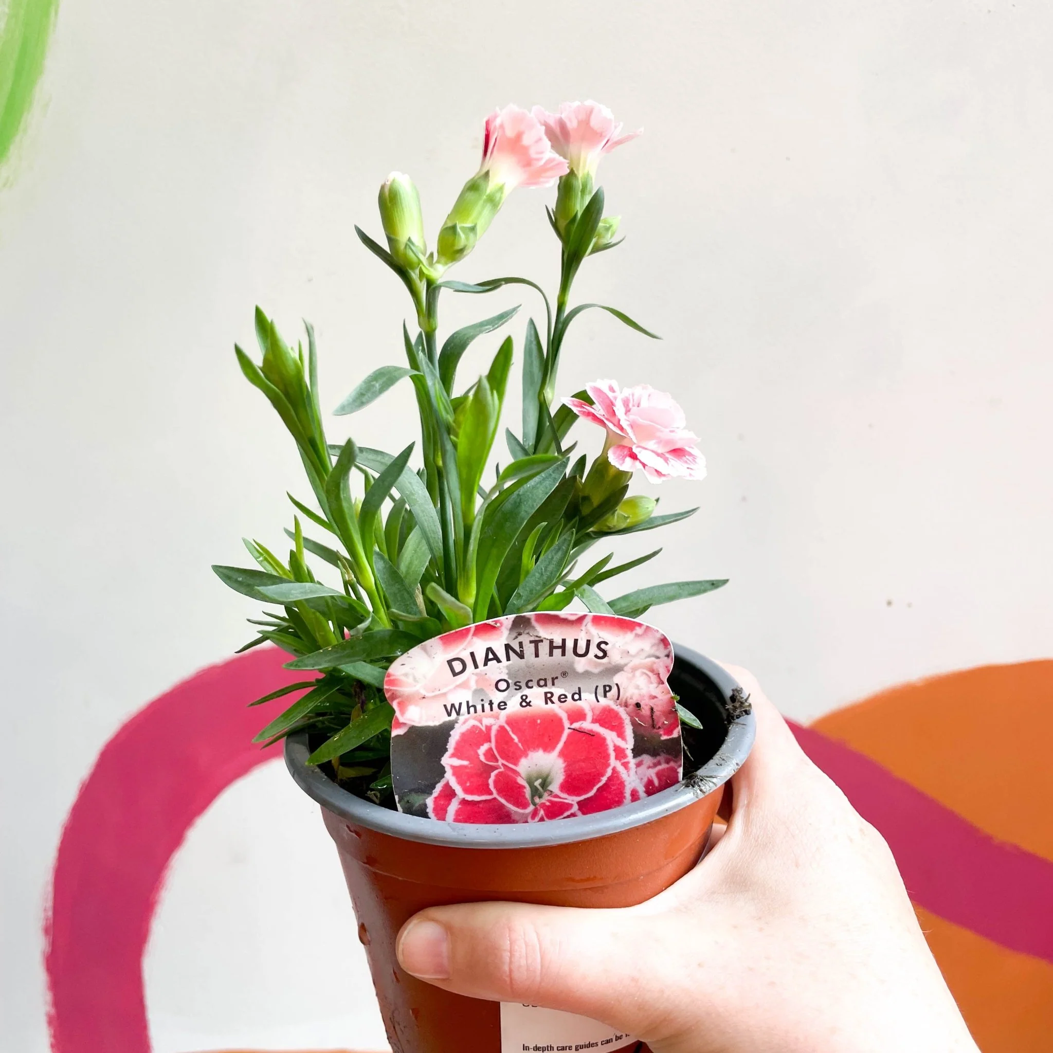 Dianthus 'Oscar White & Red' - Pot Carnations [British Grown] - Image 4
