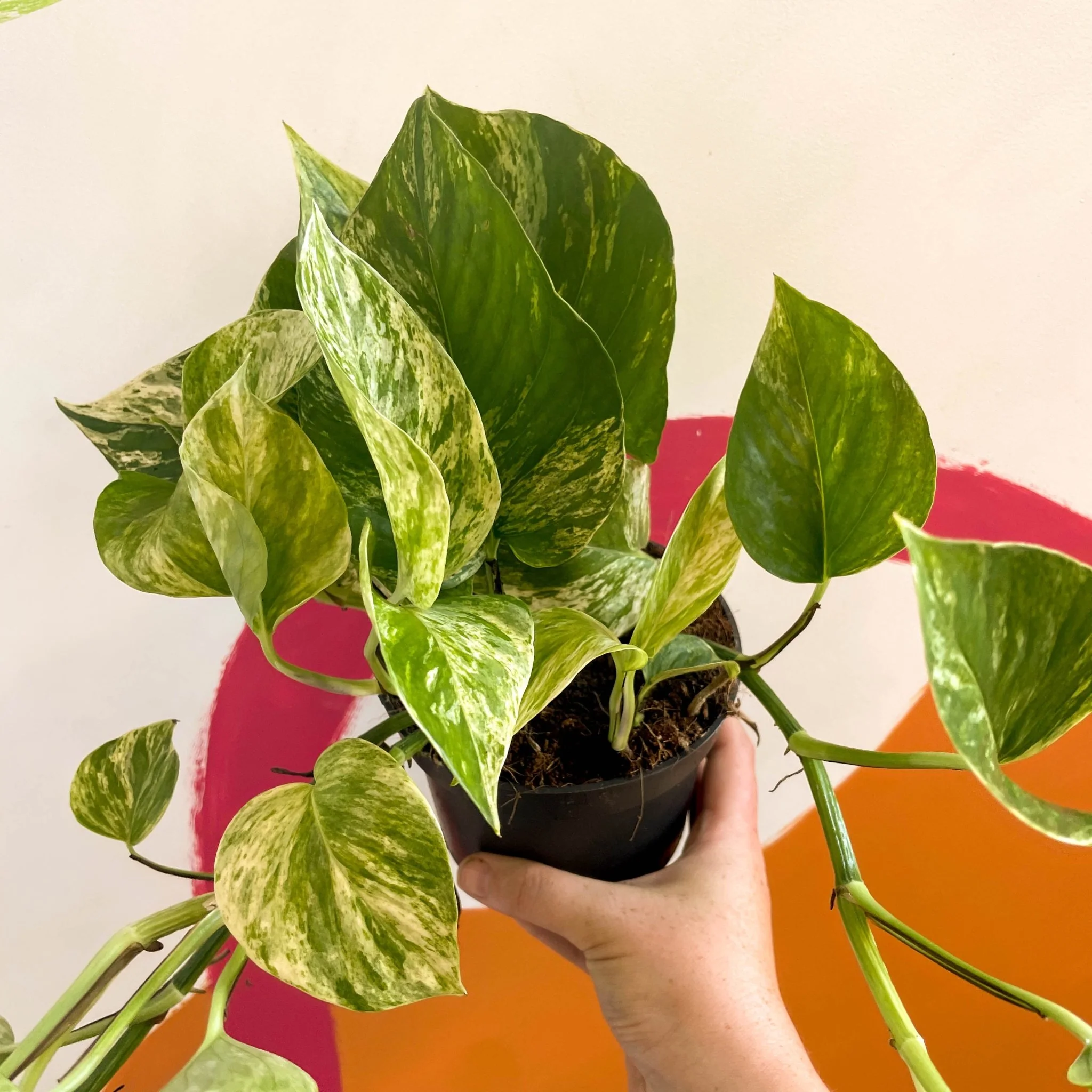 Epipremnum aureum 'Hicolor'