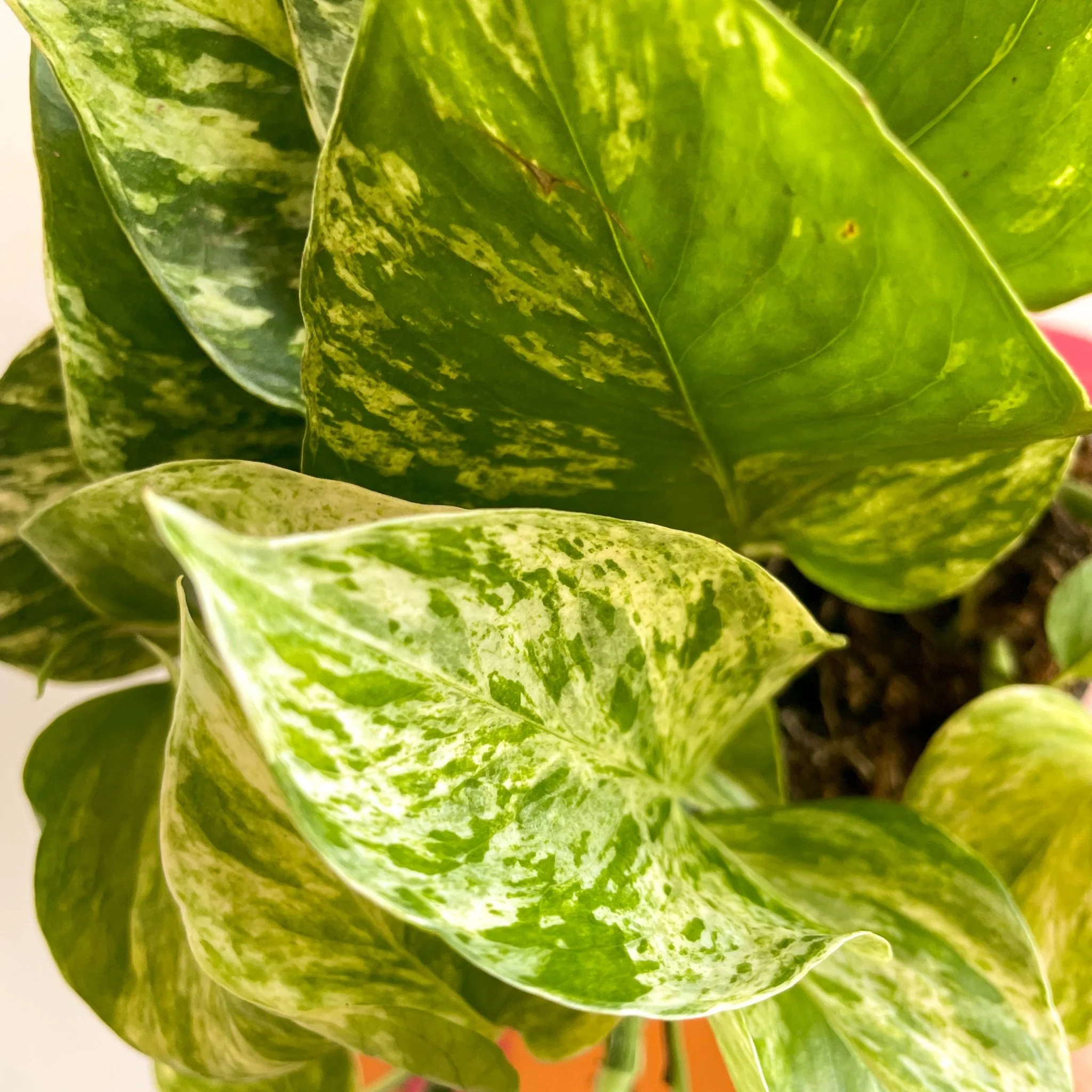 Epipremnum aureum 'Hicolor' - Image 2