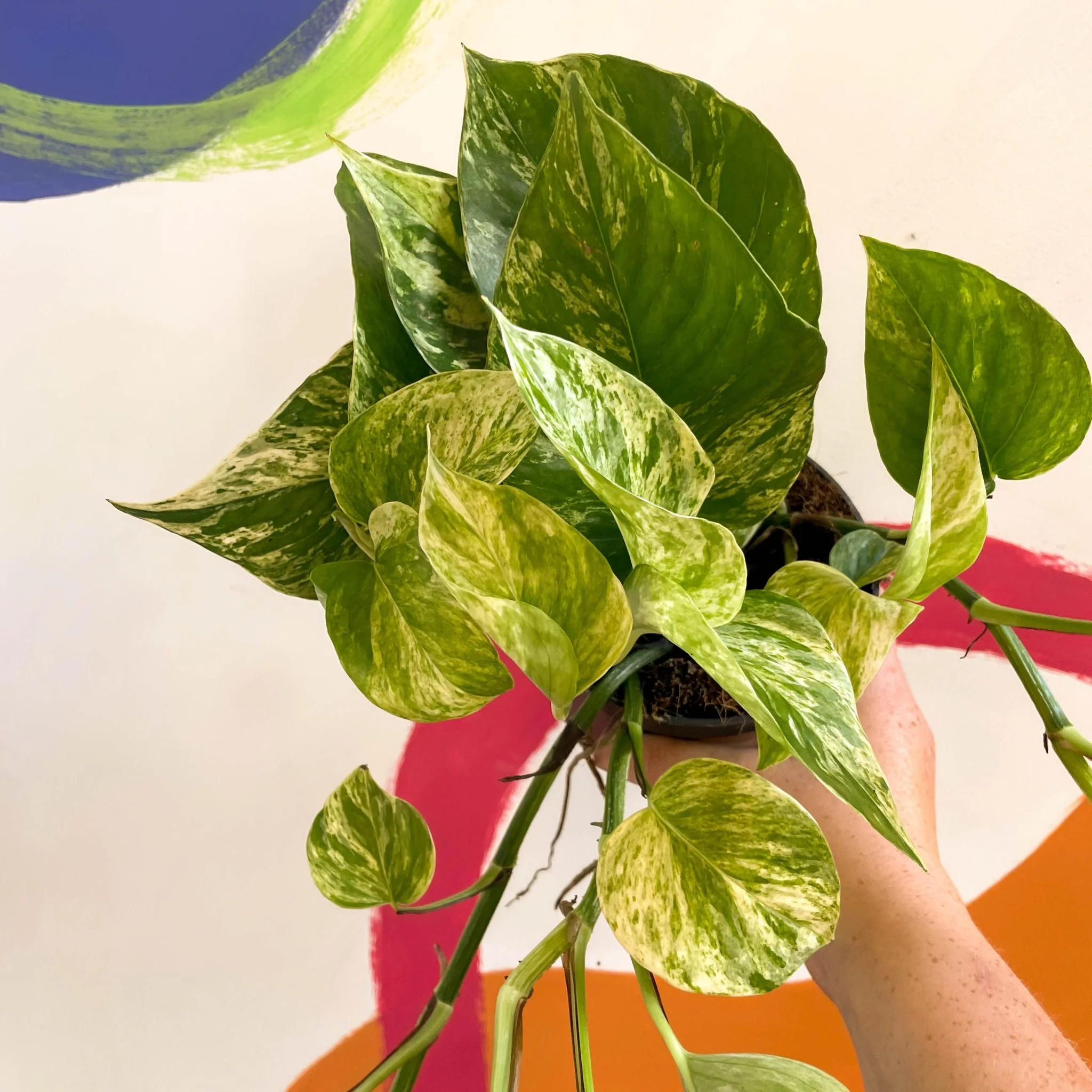 Epipremnum aureum 'Hicolor' - Image 3
