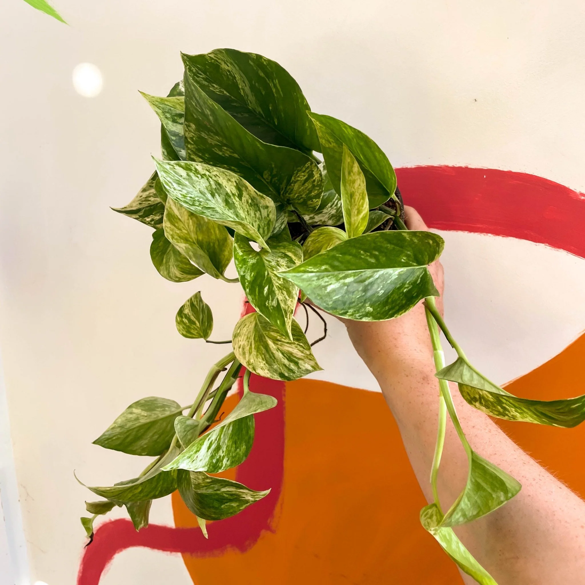 Epipremnum aureum 'Hicolor' - Image 4