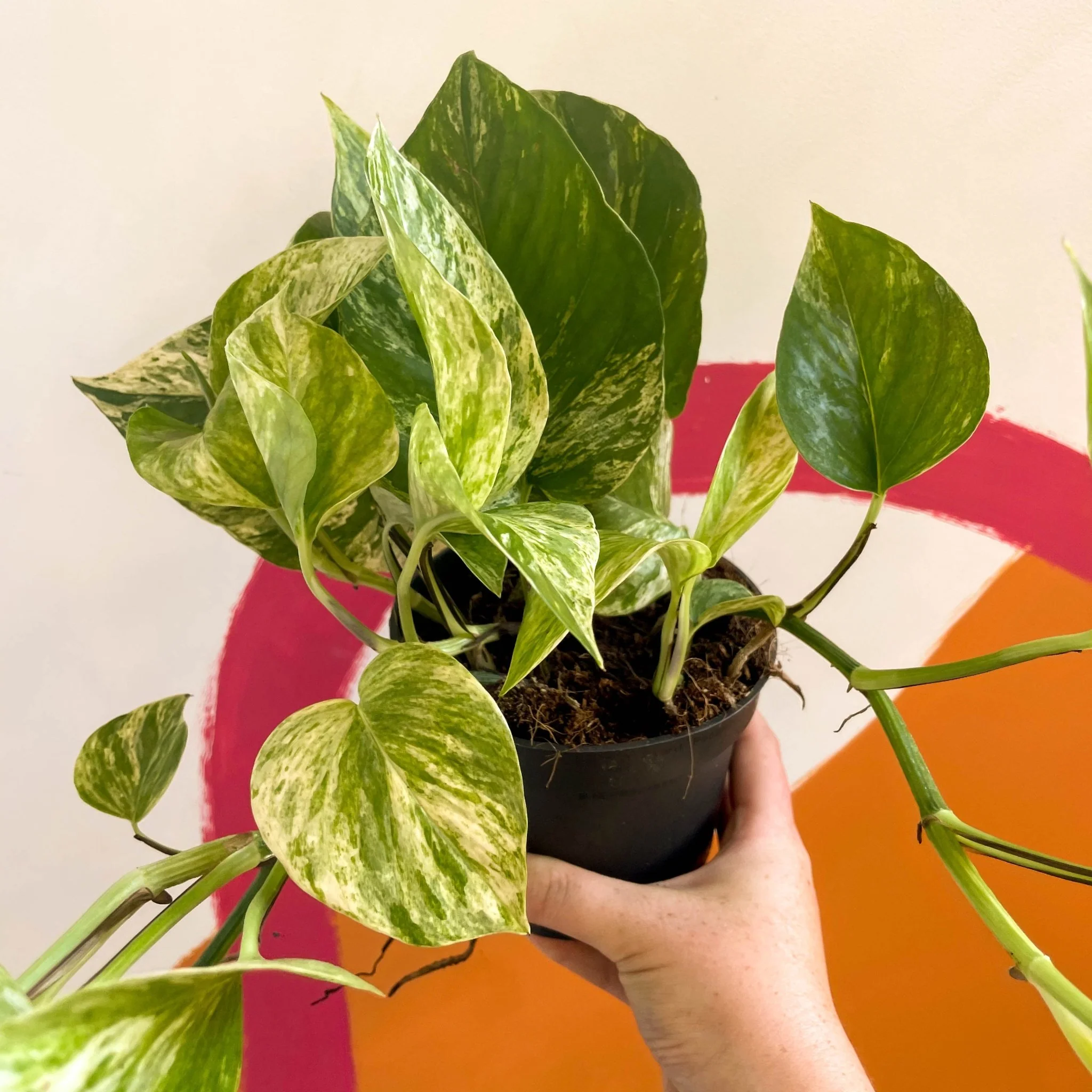 Epipremnum aureum 'Hicolor' - Image 5