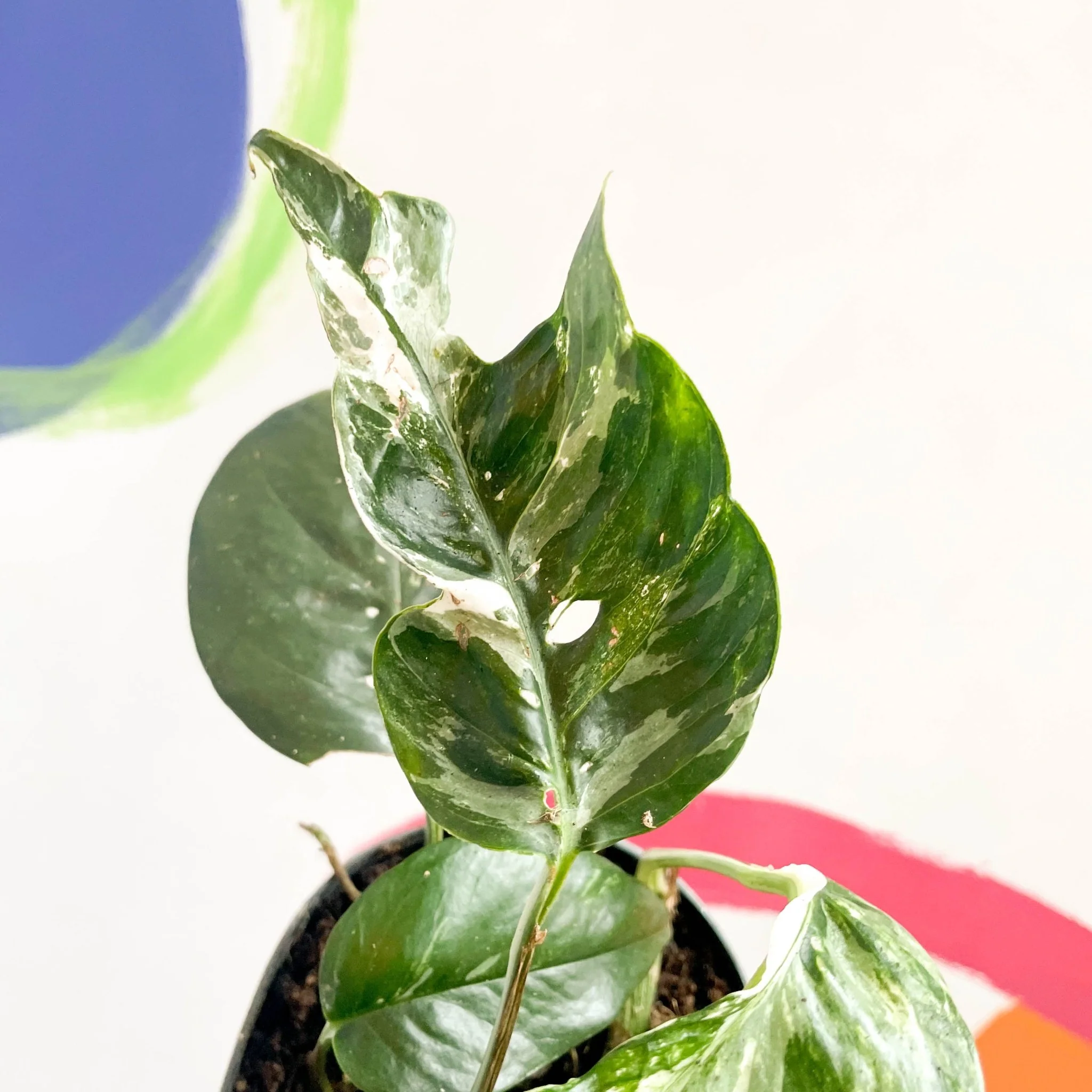 Epipremnum pinnatum 'Variegata' - Image 4