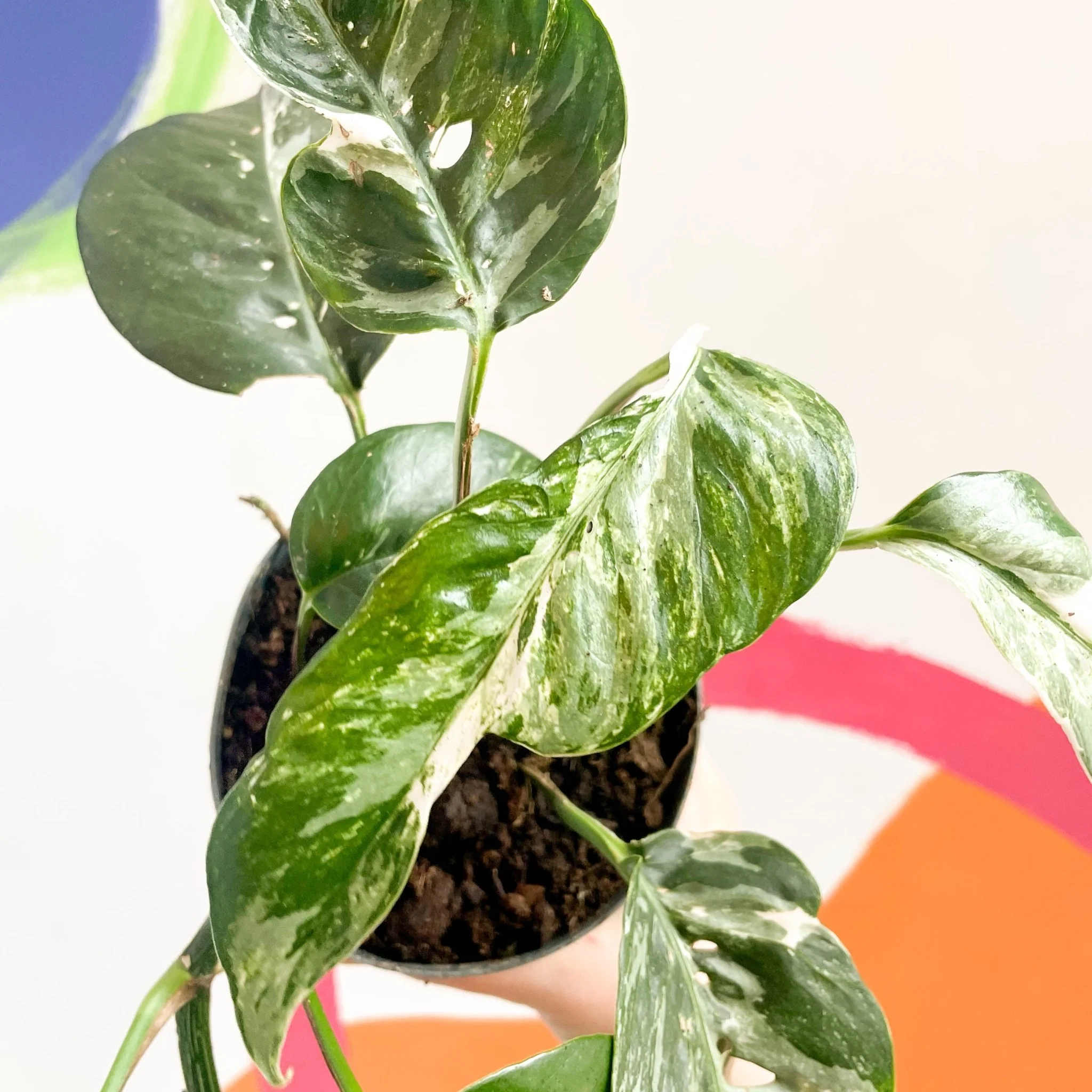 Epipremnum pinnatum 'Variegata' - Image 6