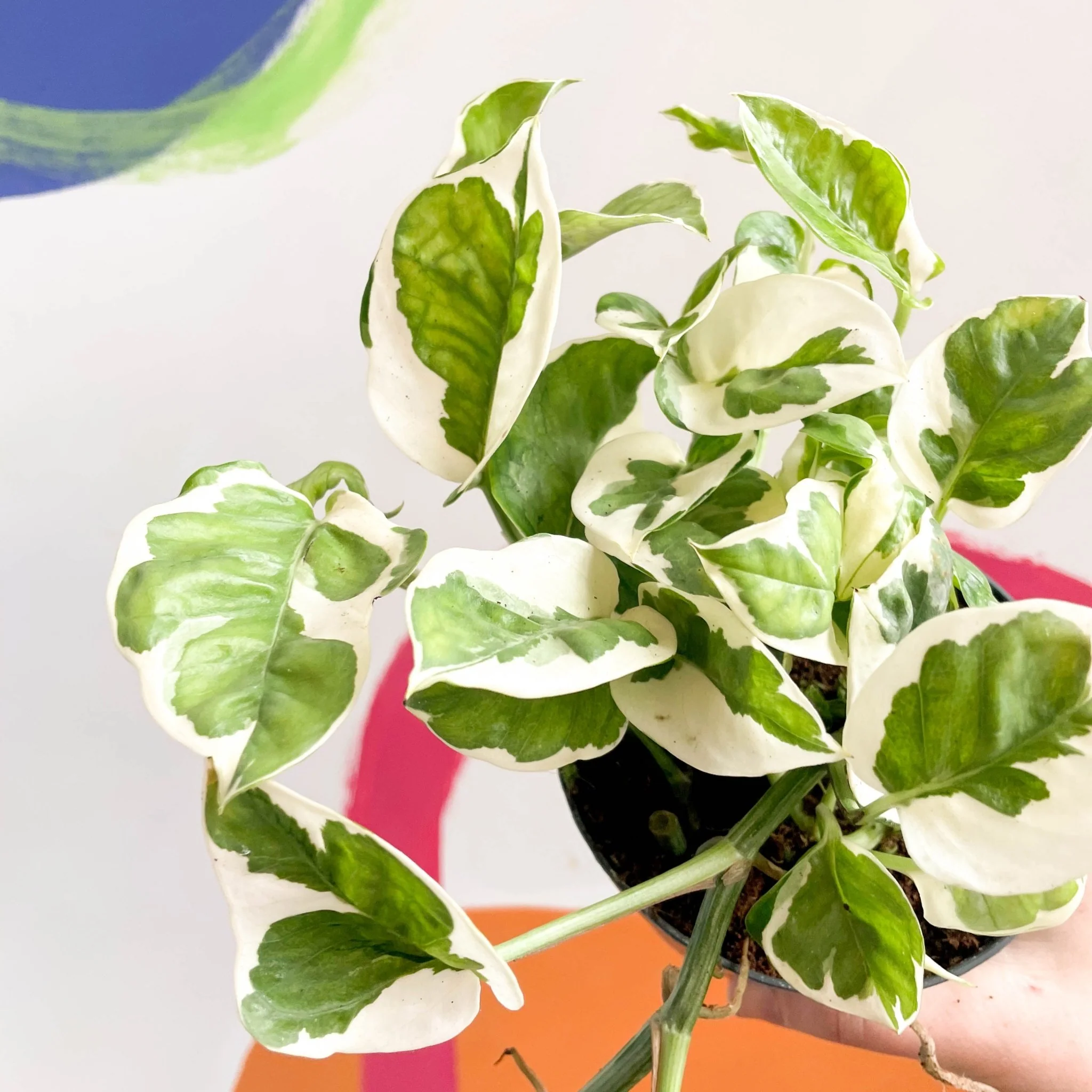 Epipremnum aureum 'Njoy' - Pothos N Joy - Image 3