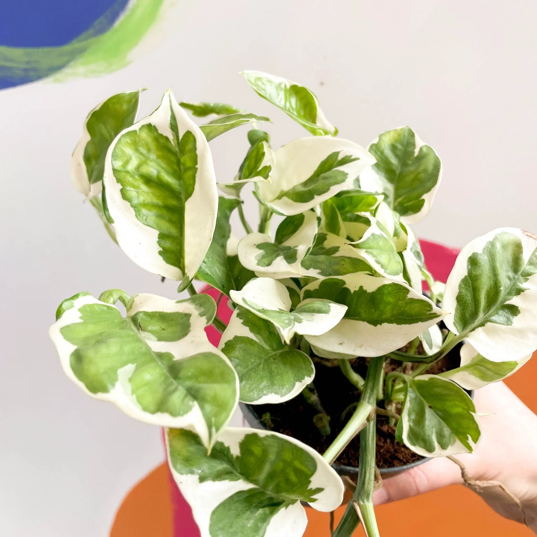 Epipremnum aureum 'Njoy' - Pothos N Joy - Image 4