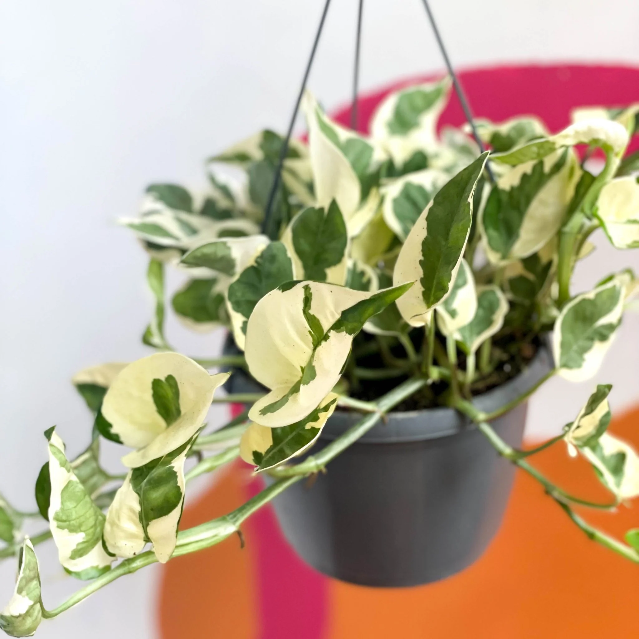 Epipremnum aureum 'Njoy' - Pothos N Joy - Image 5