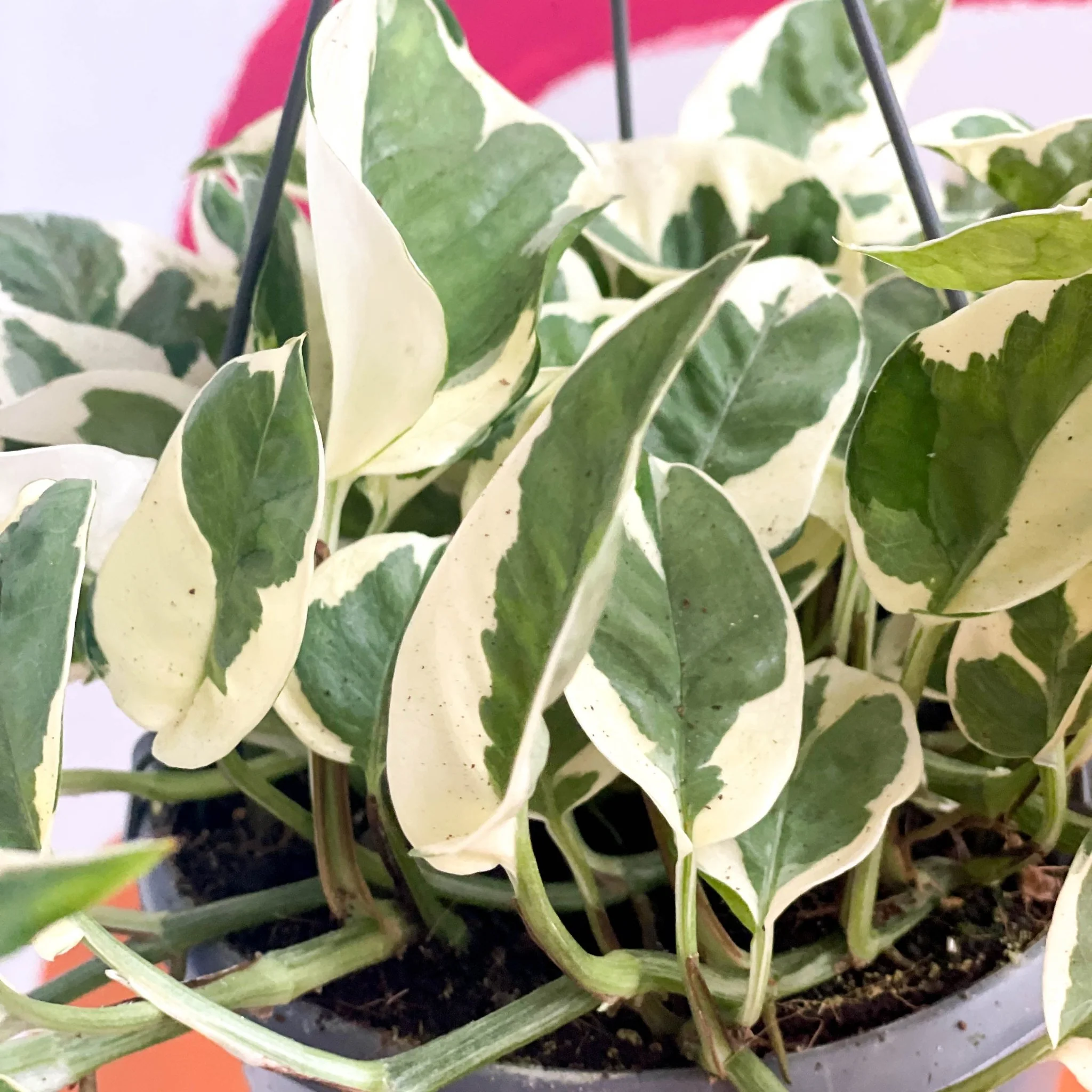 Epipremnum aureum 'Njoy' - Pothos N Joy - Image 6