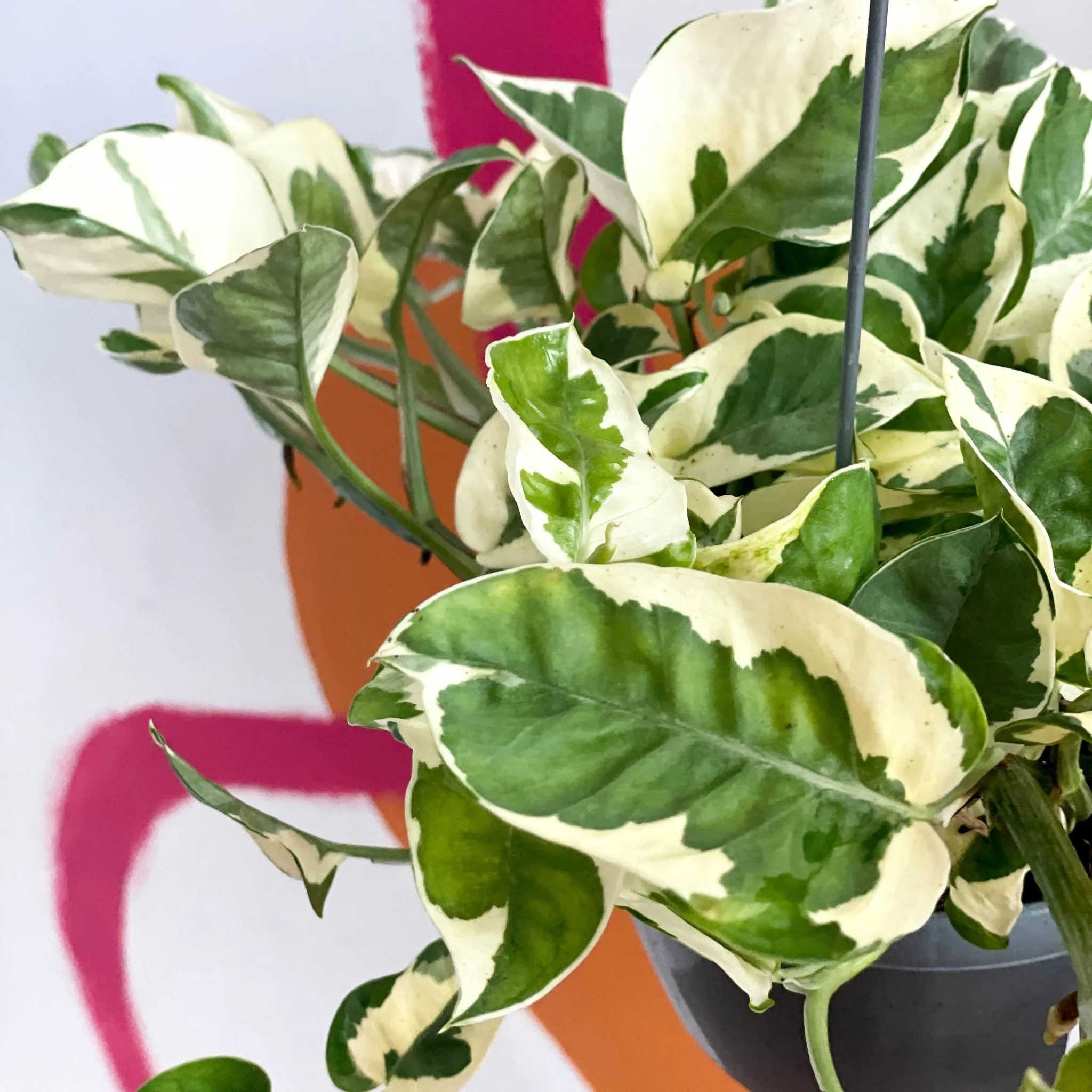 Epipremnum aureum 'Njoy' - Pothos N Joy - Image 7