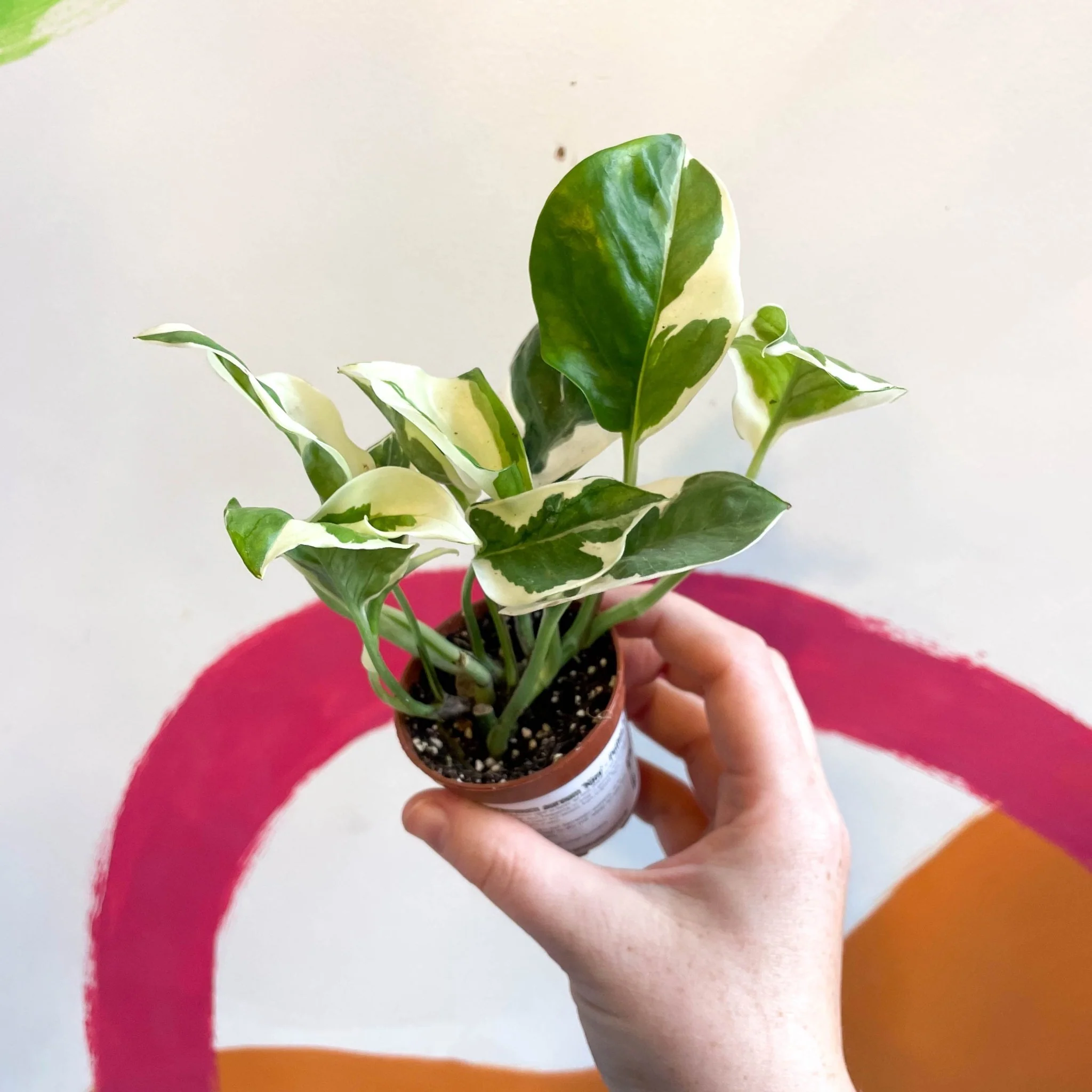Epipremnum aureum 'Njoy' - Pothos N Joy - Image 8