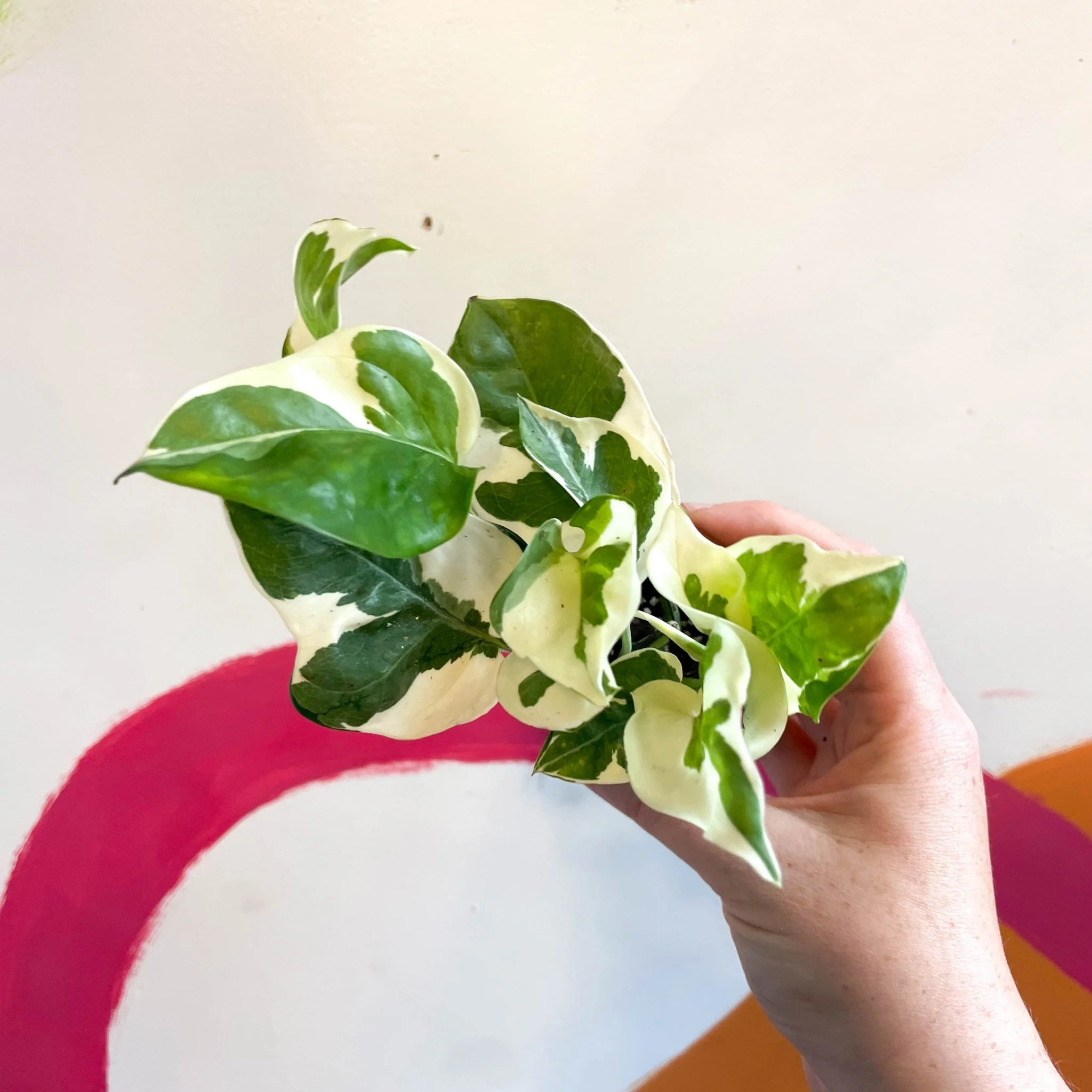 Epipremnum aureum 'Njoy' - Pothos N Joy - Image 9