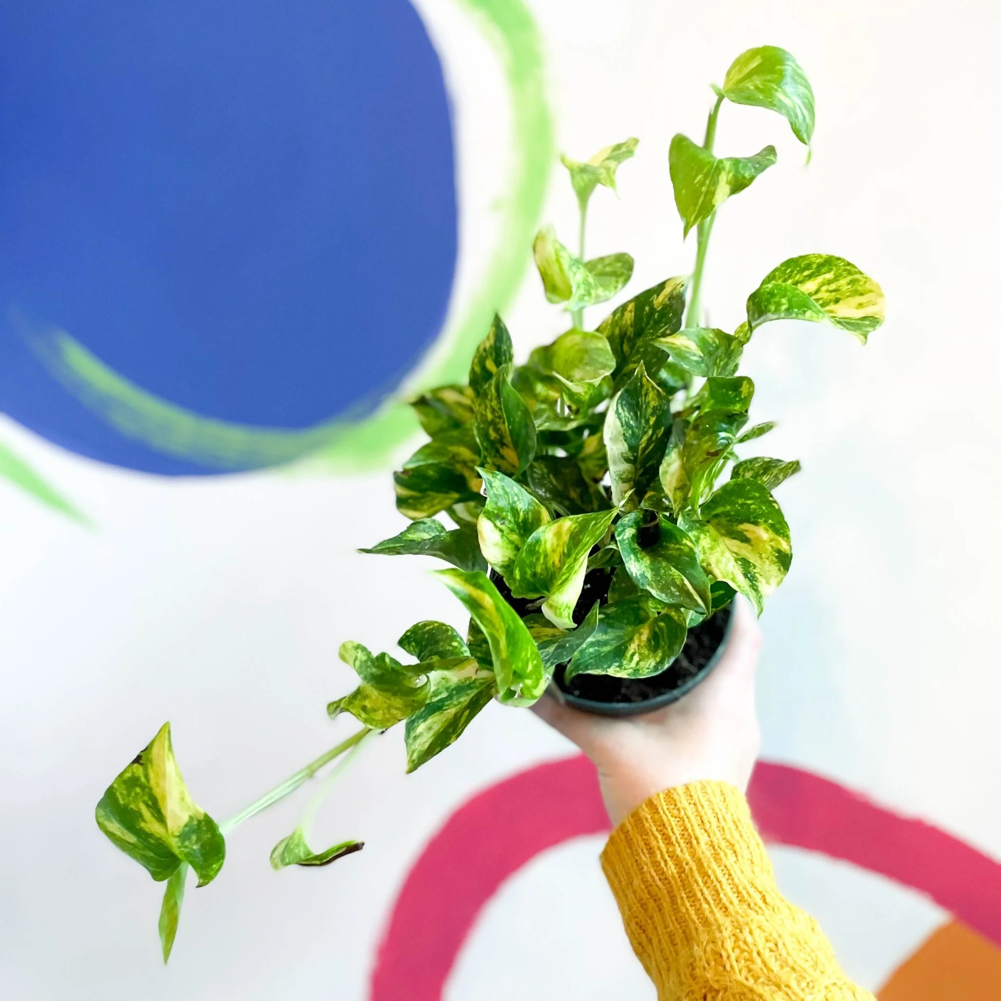 Epipremnum aureum ‘N’Joy Gold’ – Golden Variegated Pothos