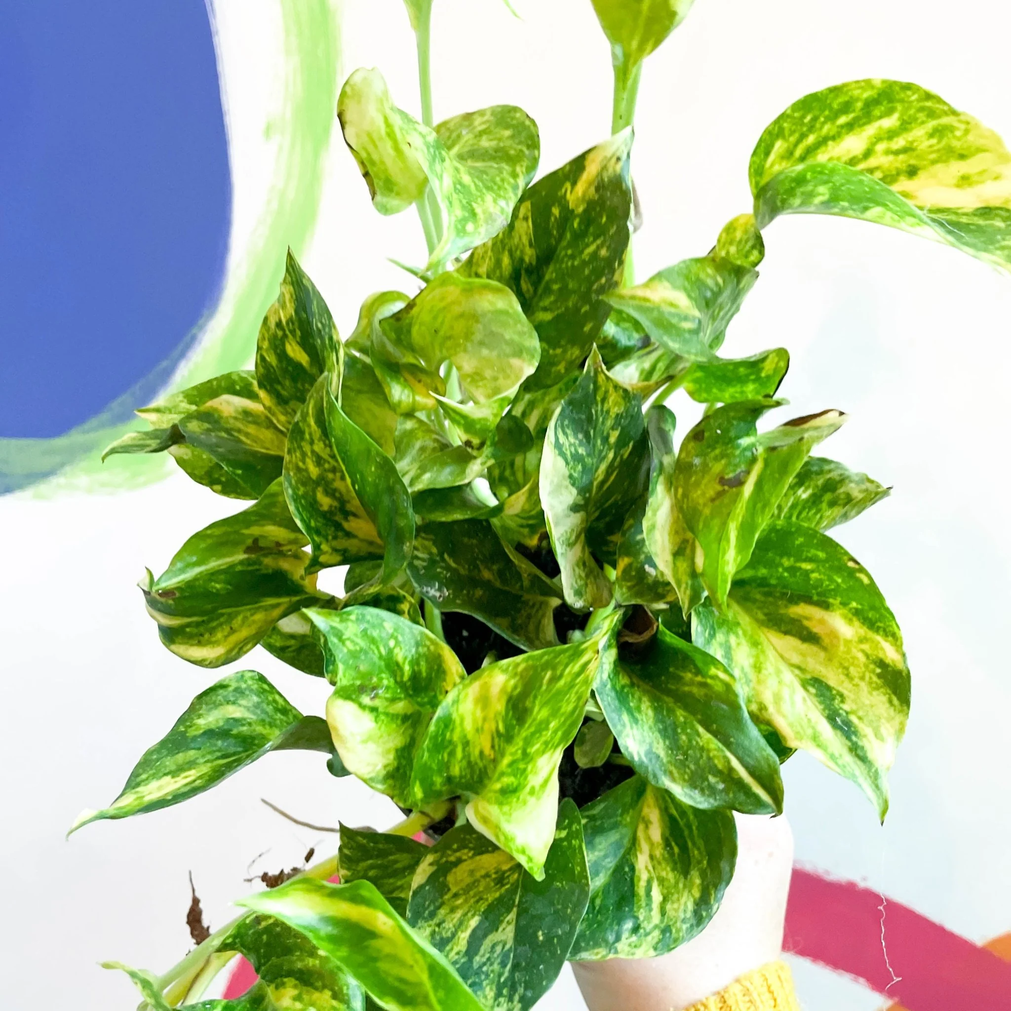 Epipremnum aureum ‘N’Joy Gold’ – Golden Variegated Pothos - Image 2