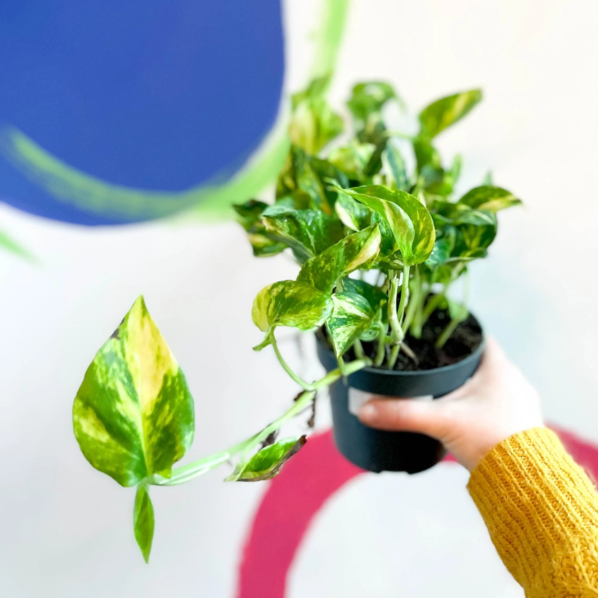 Epipremnum aureum ‘N’Joy Gold’ – Golden Variegated Pothos - Image 3