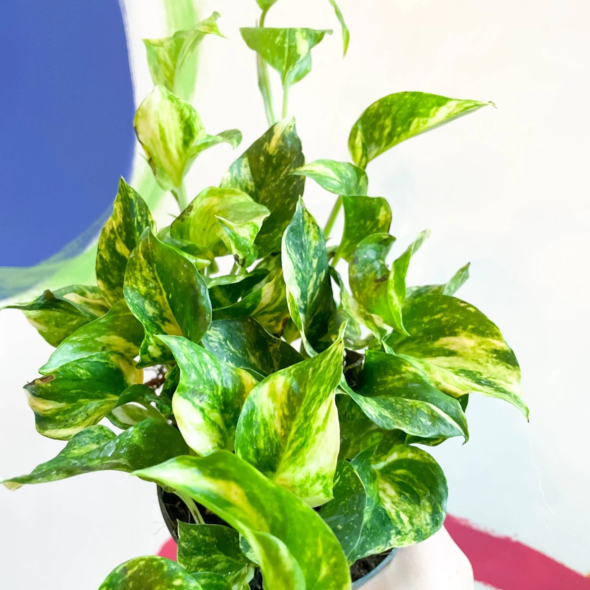 Epipremnum aureum ‘N’Joy Gold’ – Golden Variegated Pothos - Image 4