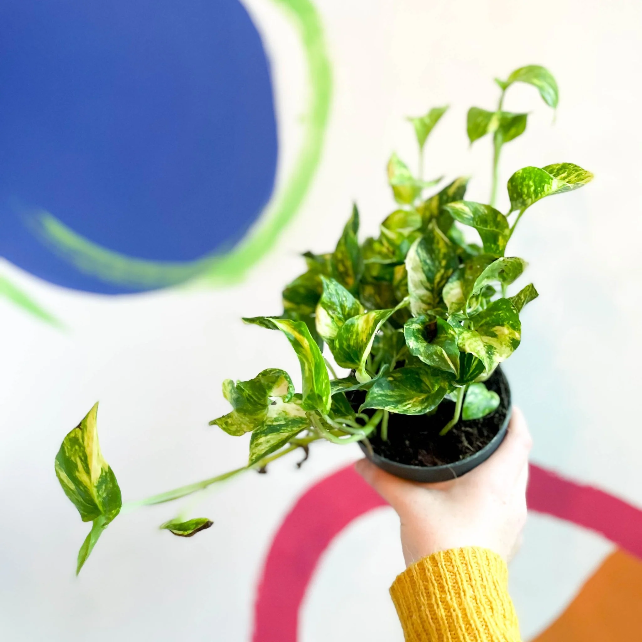 Epipremnum aureum ‘N’Joy Gold’ – Golden Variegated Pothos - Image 5