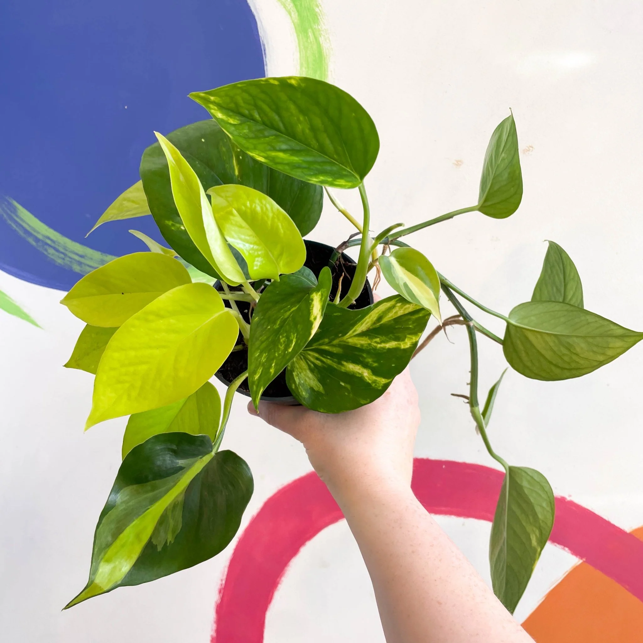Pothos / Philodendron mix in pot