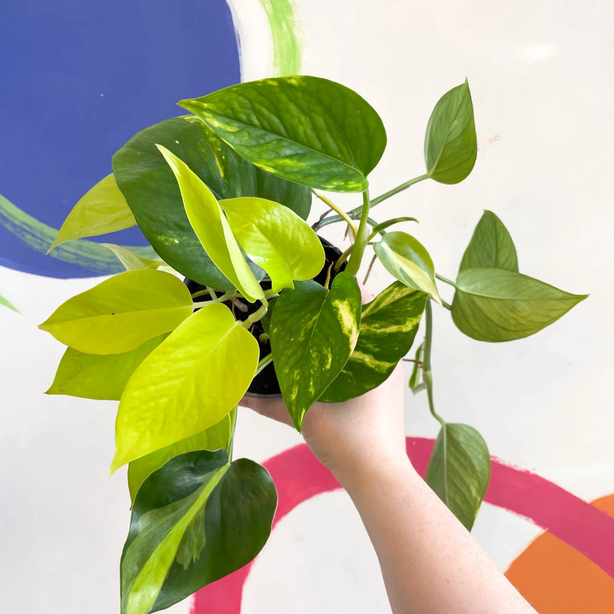 Pothos / Philodendron mix in pot - Image 2