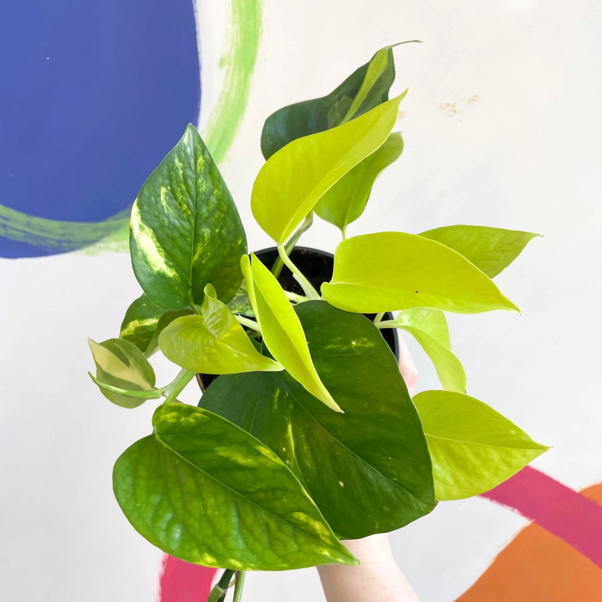 Pothos / Philodendron mix in pot - Image 3