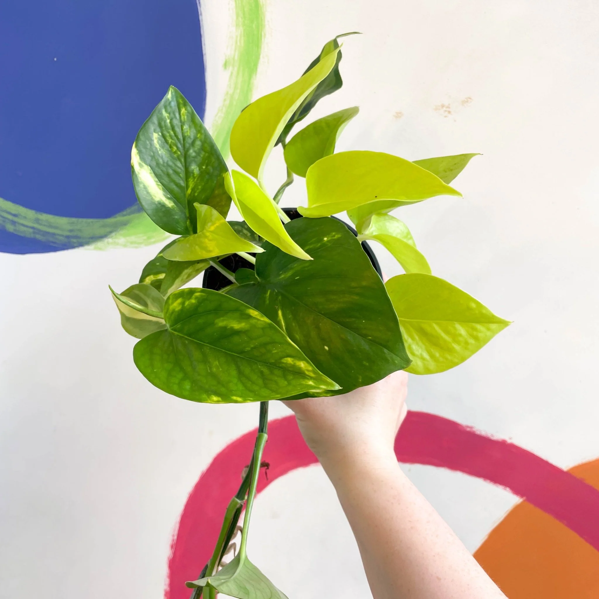 Pothos / Philodendron mix in pot - Image 4