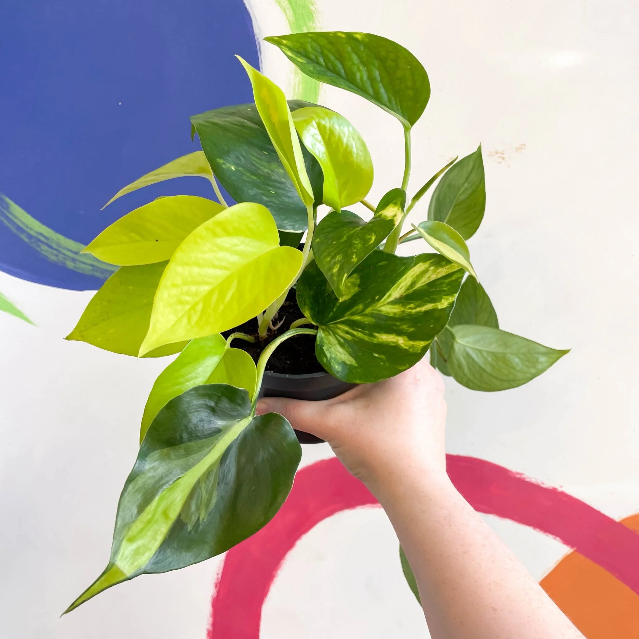 Pothos / Philodendron mix in pot - Image 5