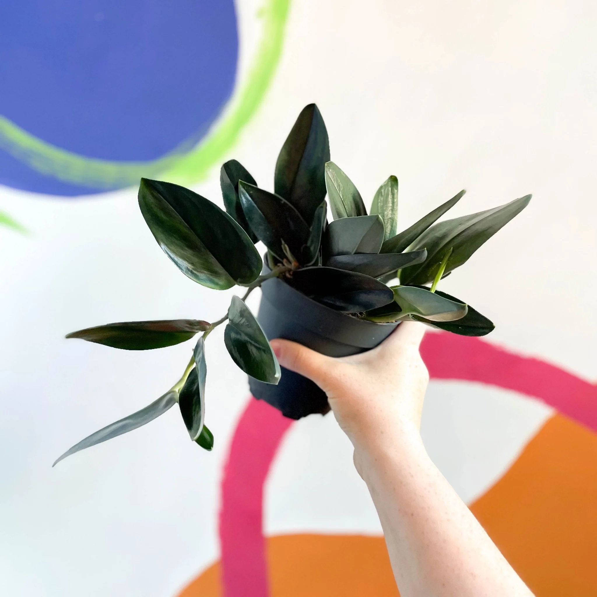 Scindapsus treubii ‘Dark Form'